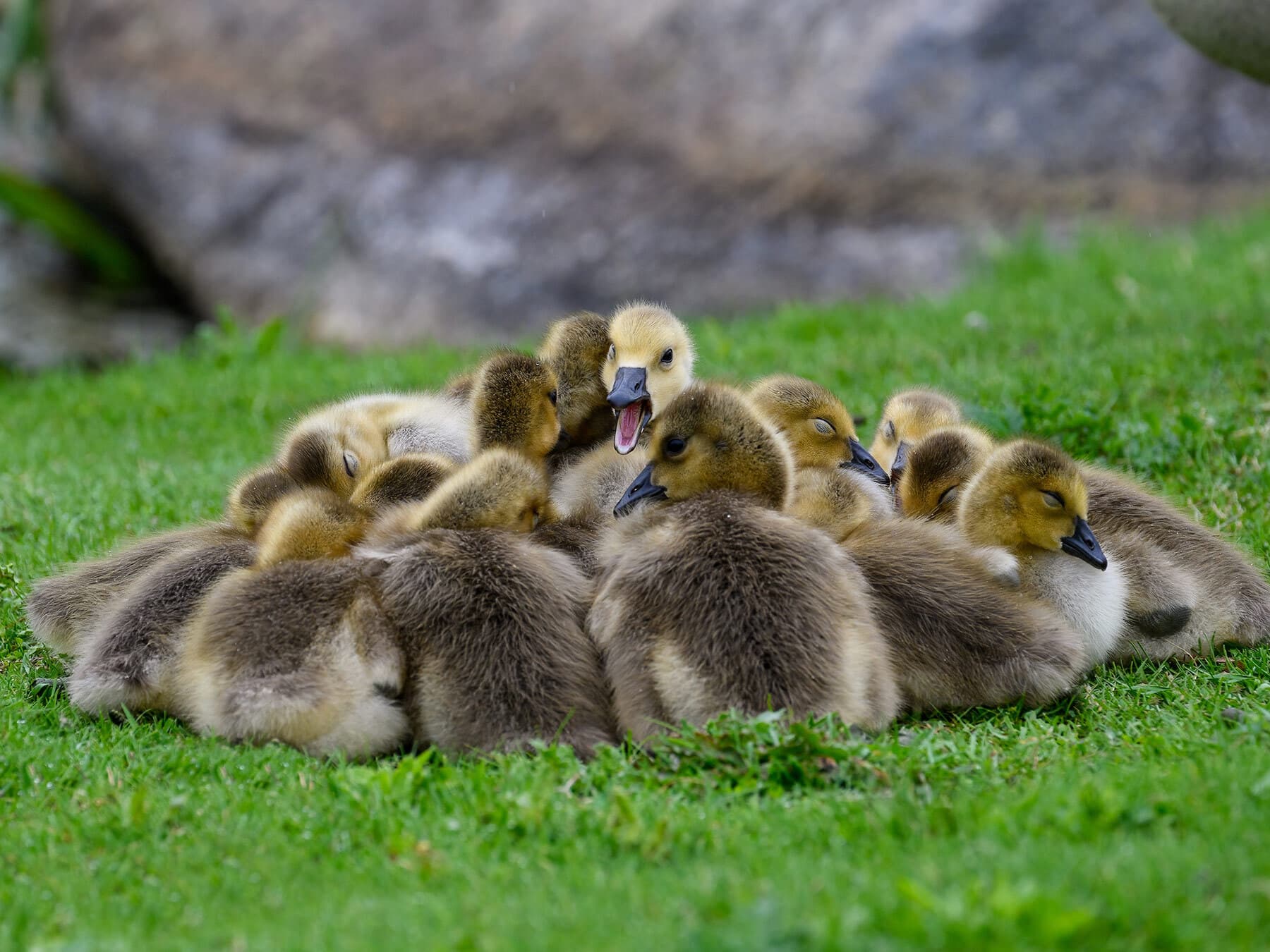 Goslings sleeping