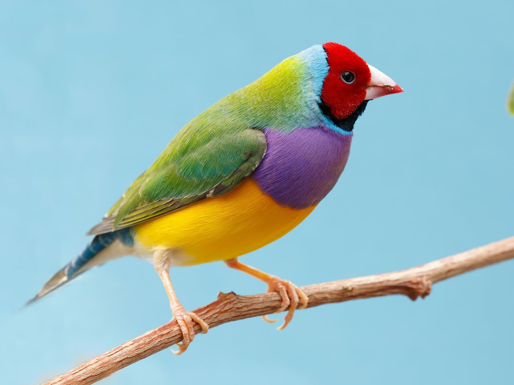 Gouldian finch