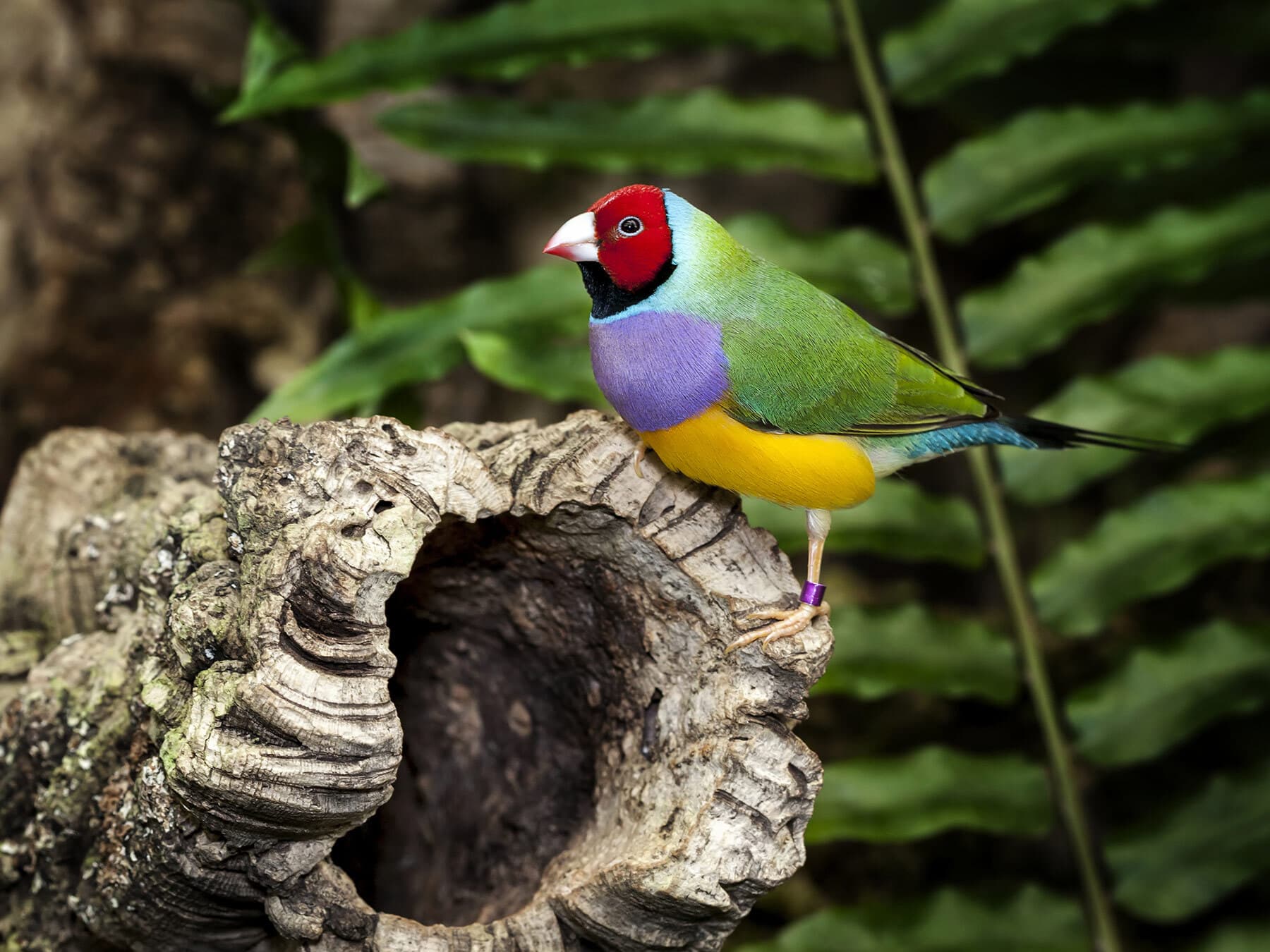 Gouldian finch