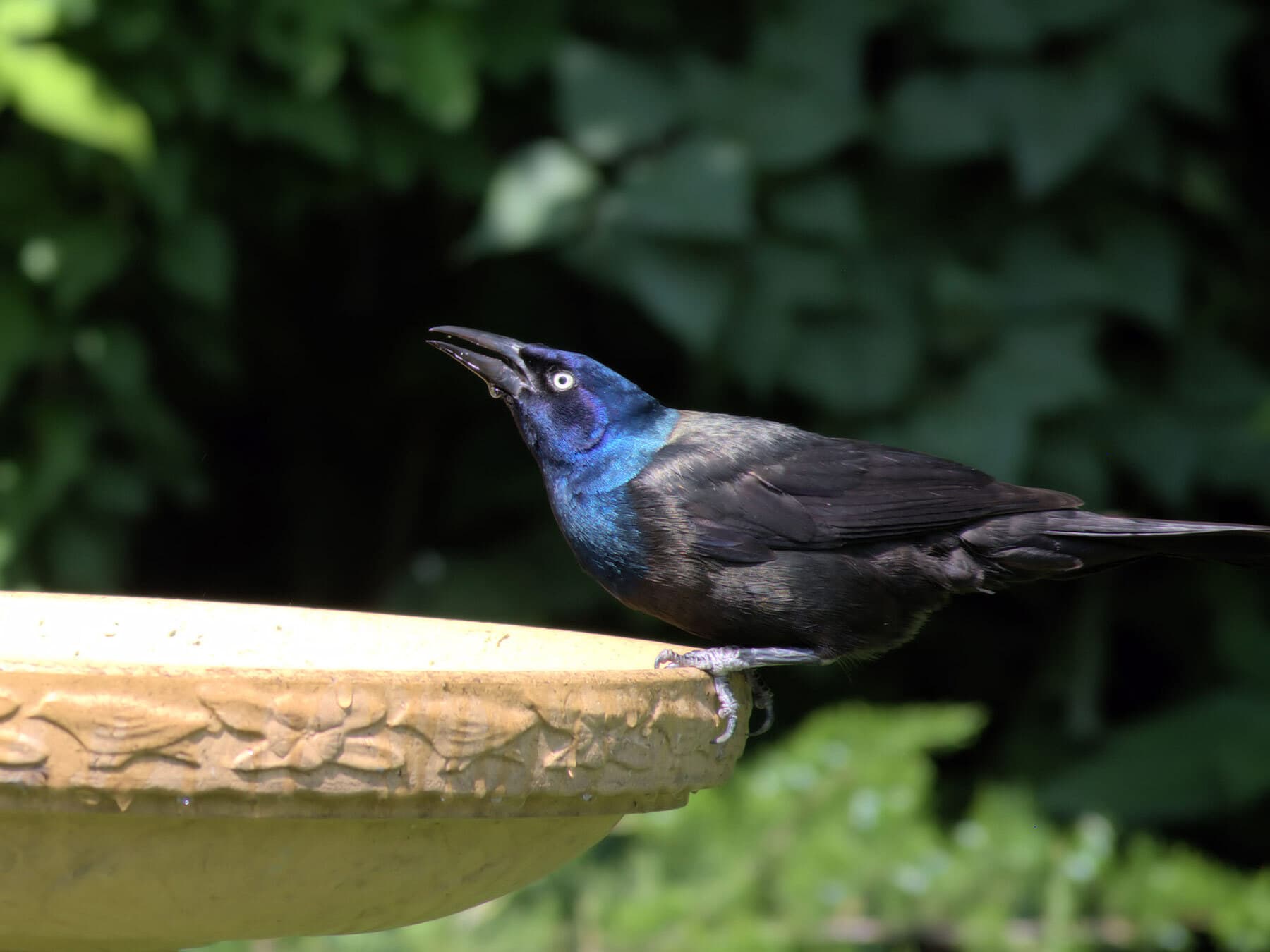 Grackle drinking water