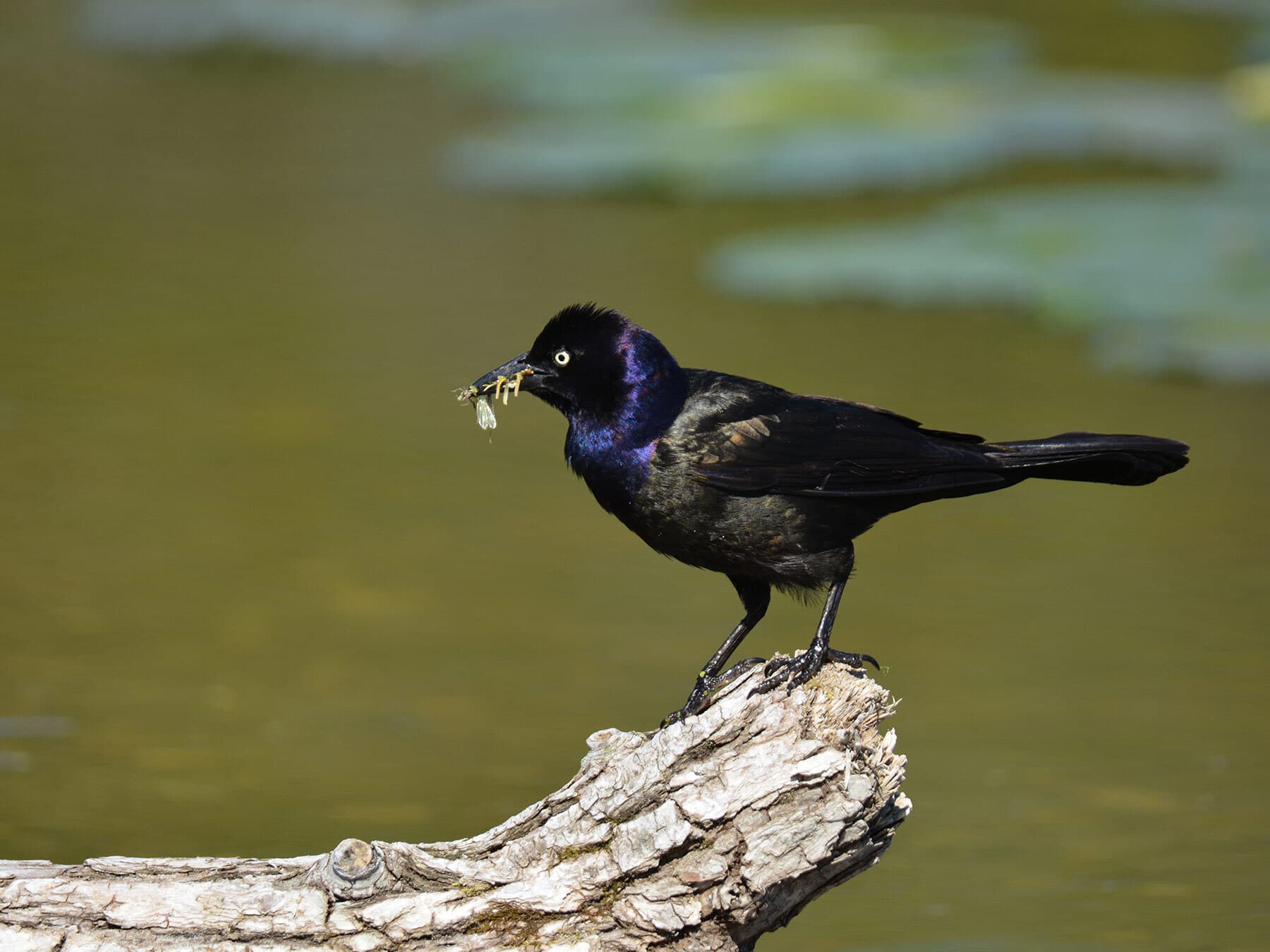 Grackle eating insects