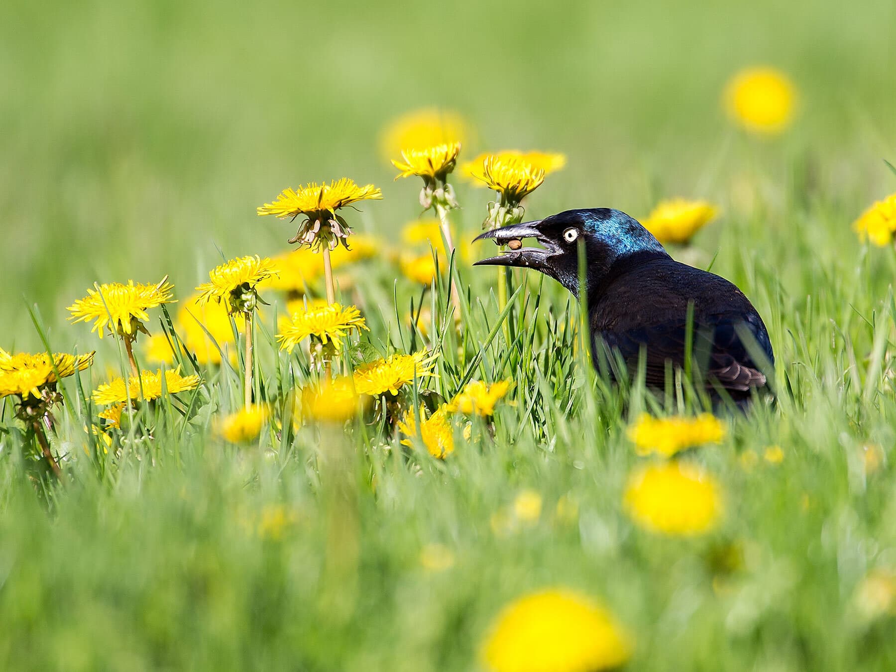 Grackle eating spider