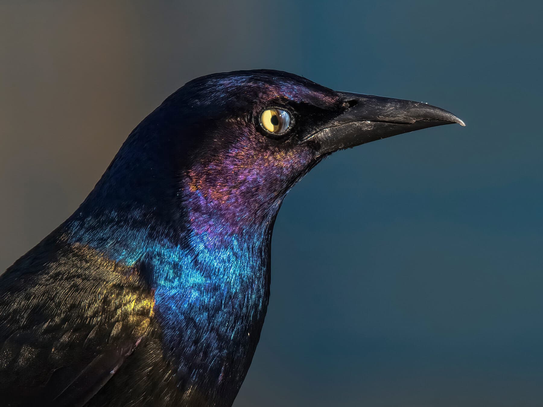 Grackle eyelid