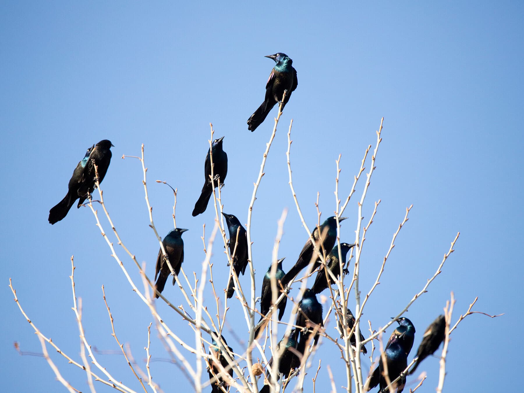 Grackle migration flock