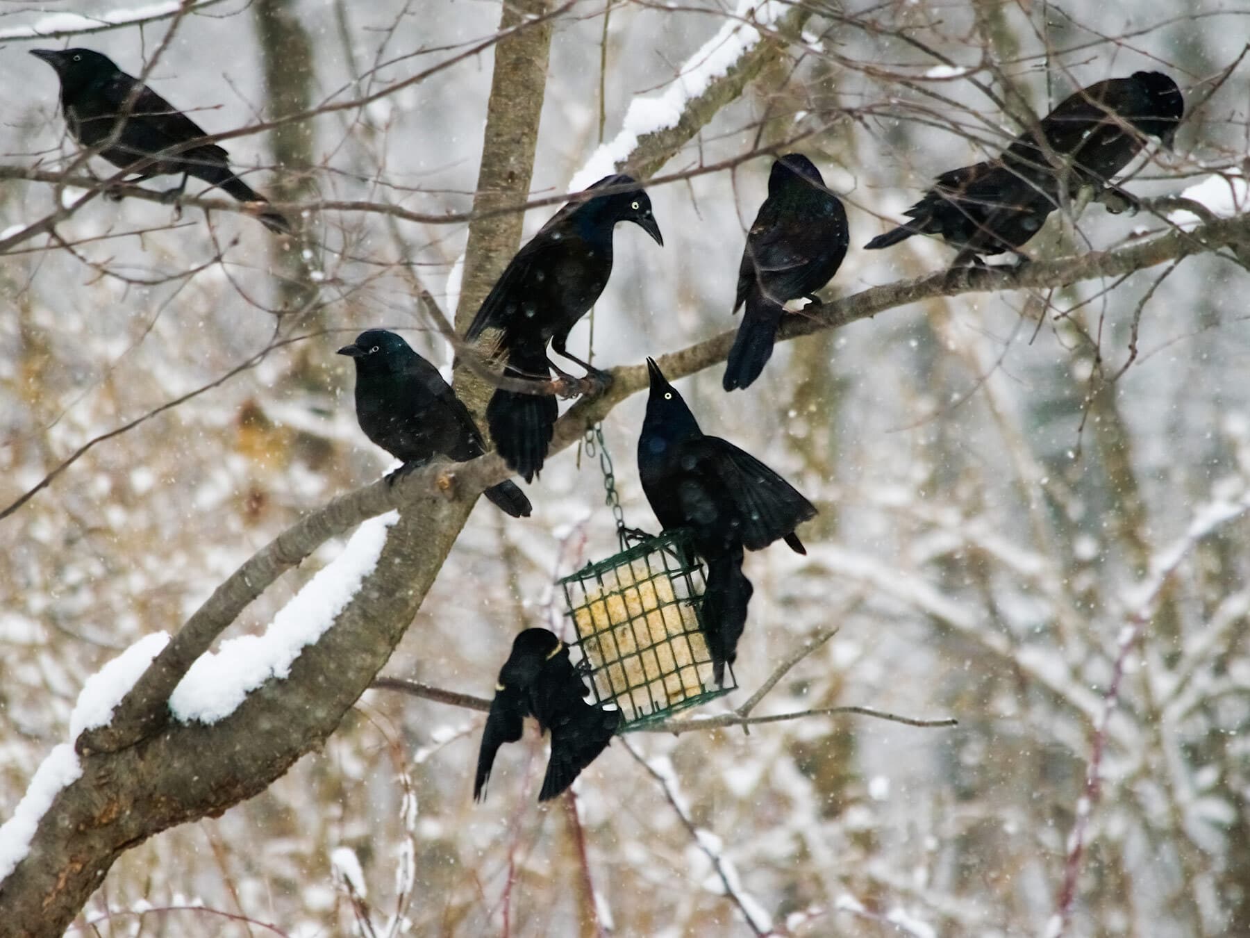 Grackles at feeder in winter