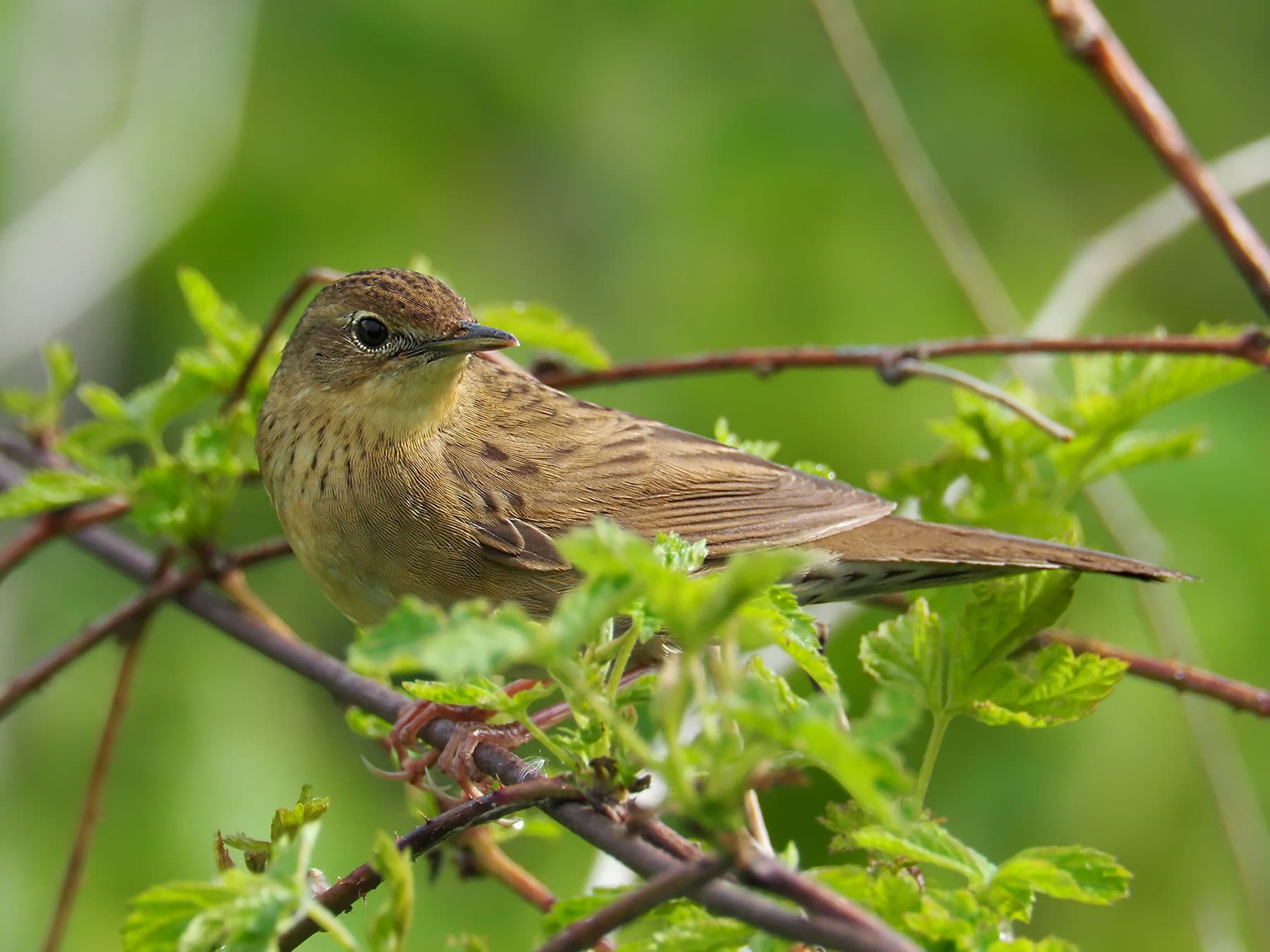 Grasshopper Warbler resting on a branch