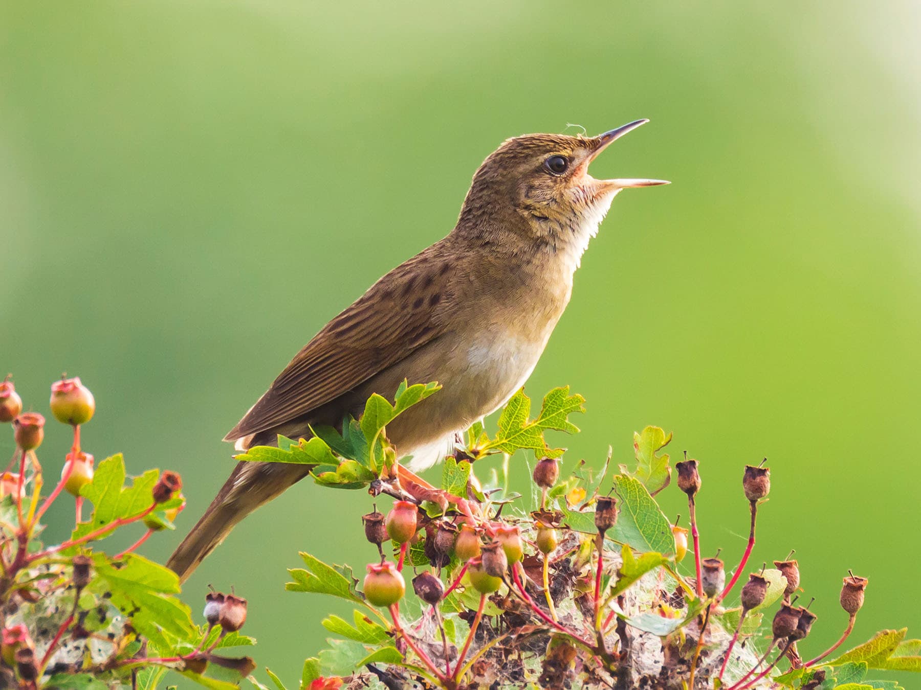 Grasshopper Warblers