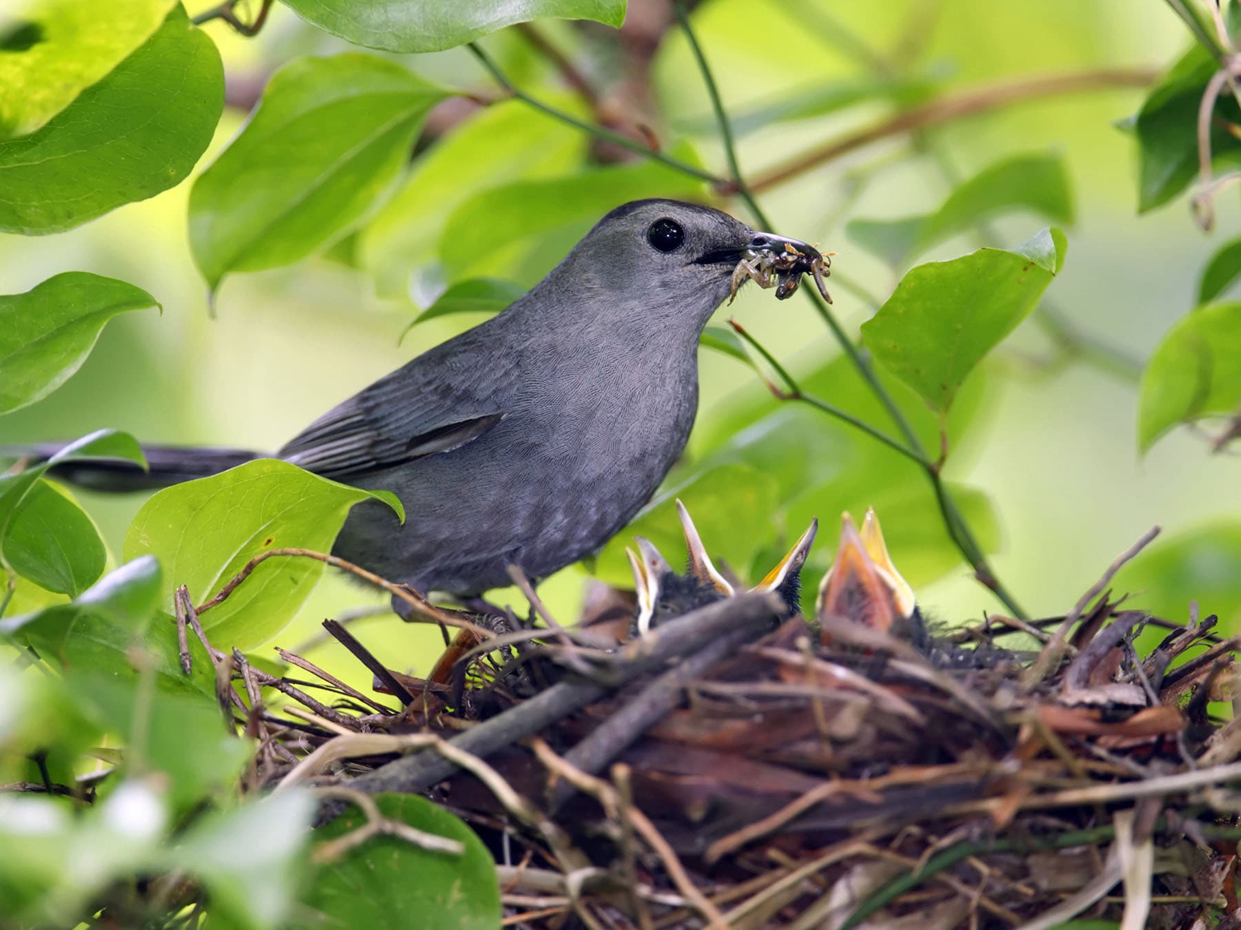 Gray Catbird at the nest feeding her young