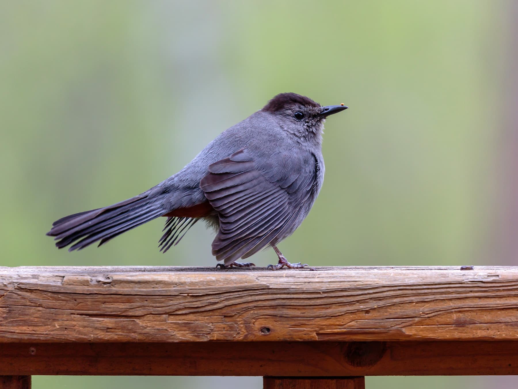 Gray catbird displaying dominance