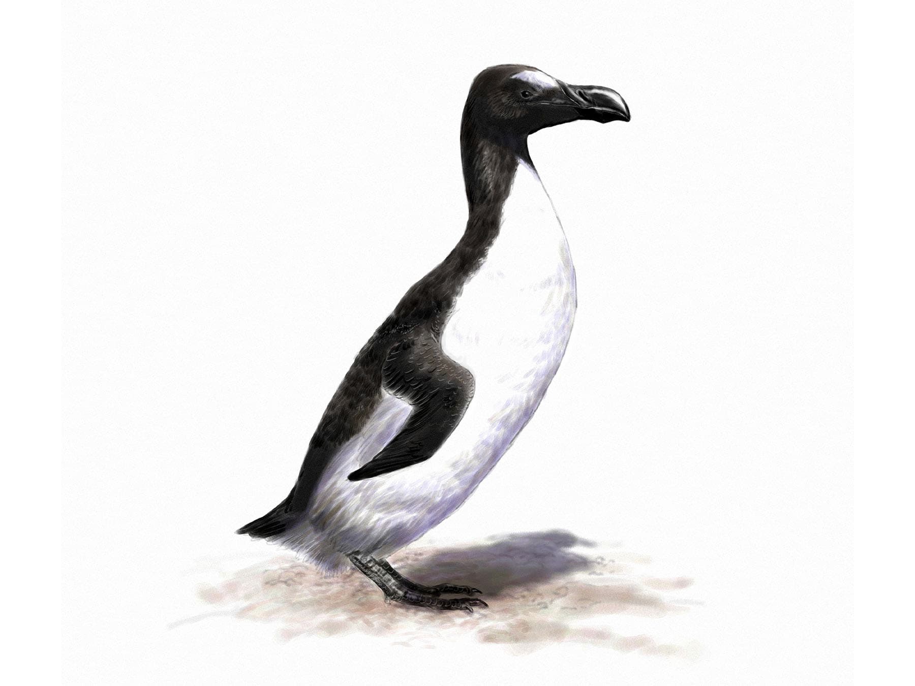 Great Auk