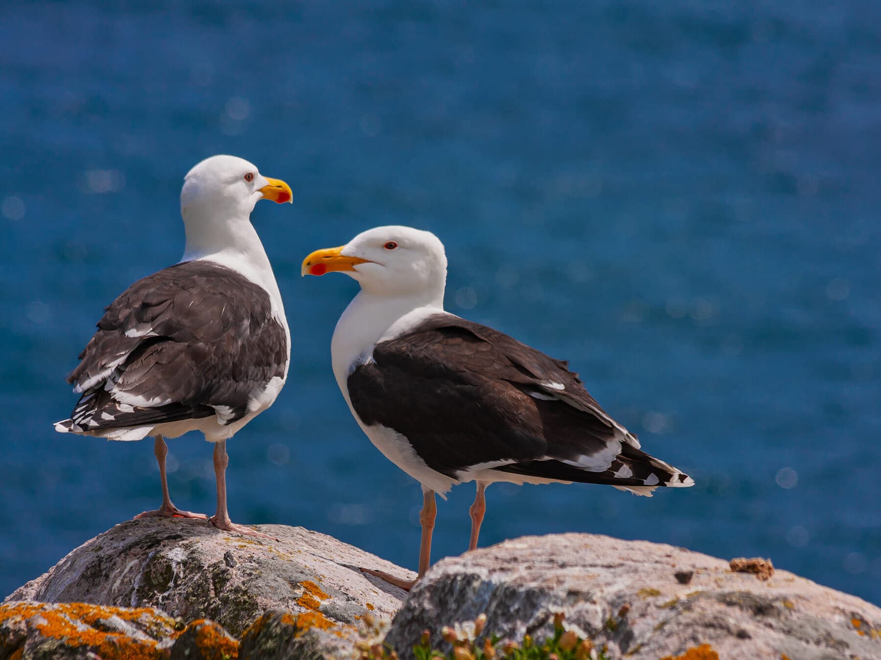 Great black backed gull pair