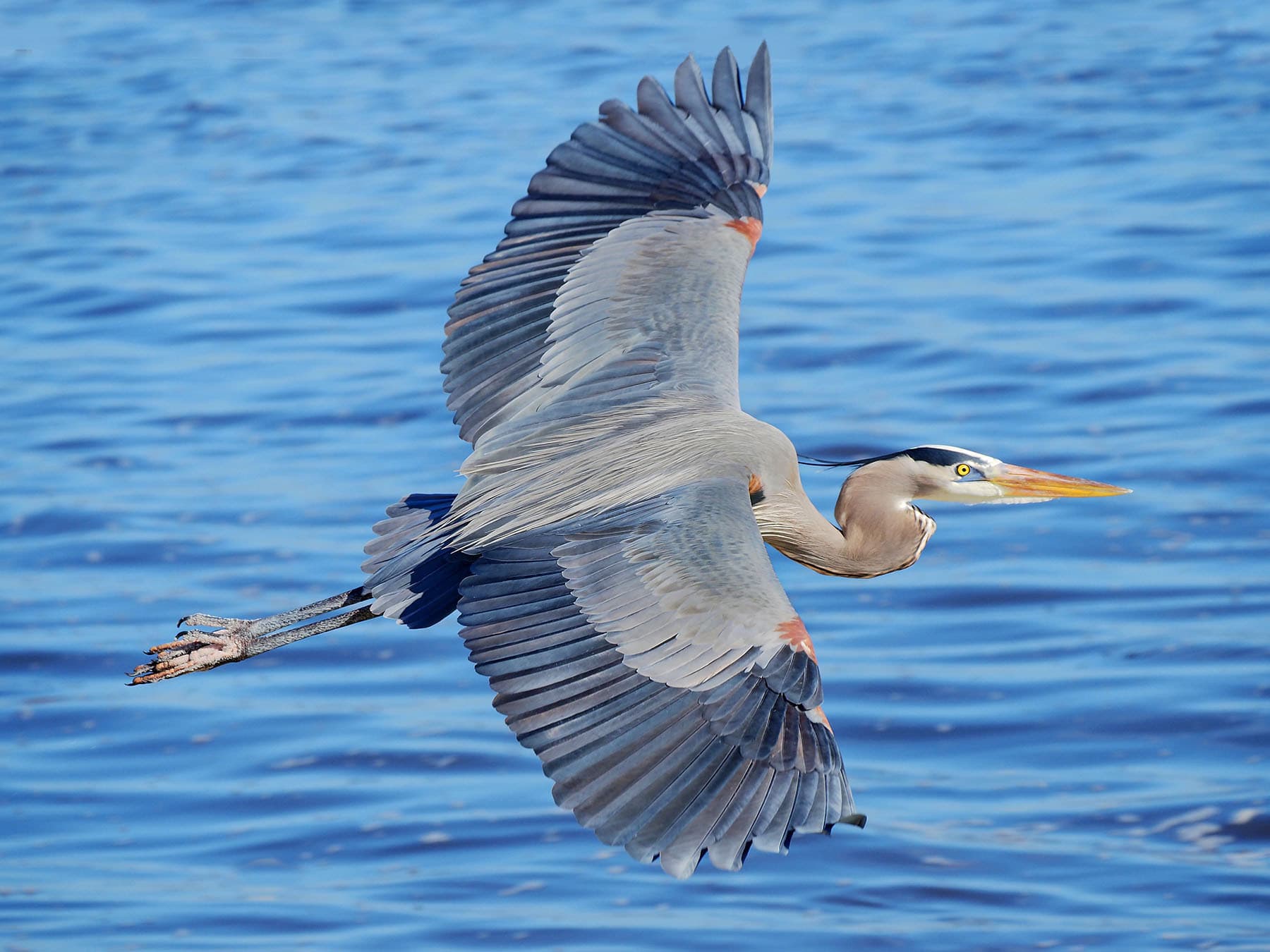 Great Blue Heron flying low of a Florida bay