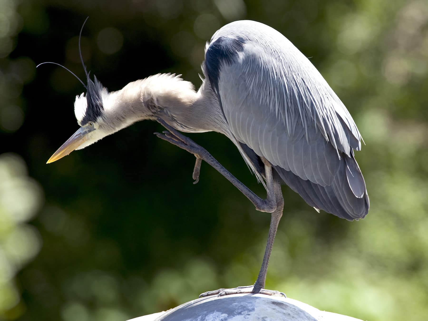 Great blue heron in aggressive stance