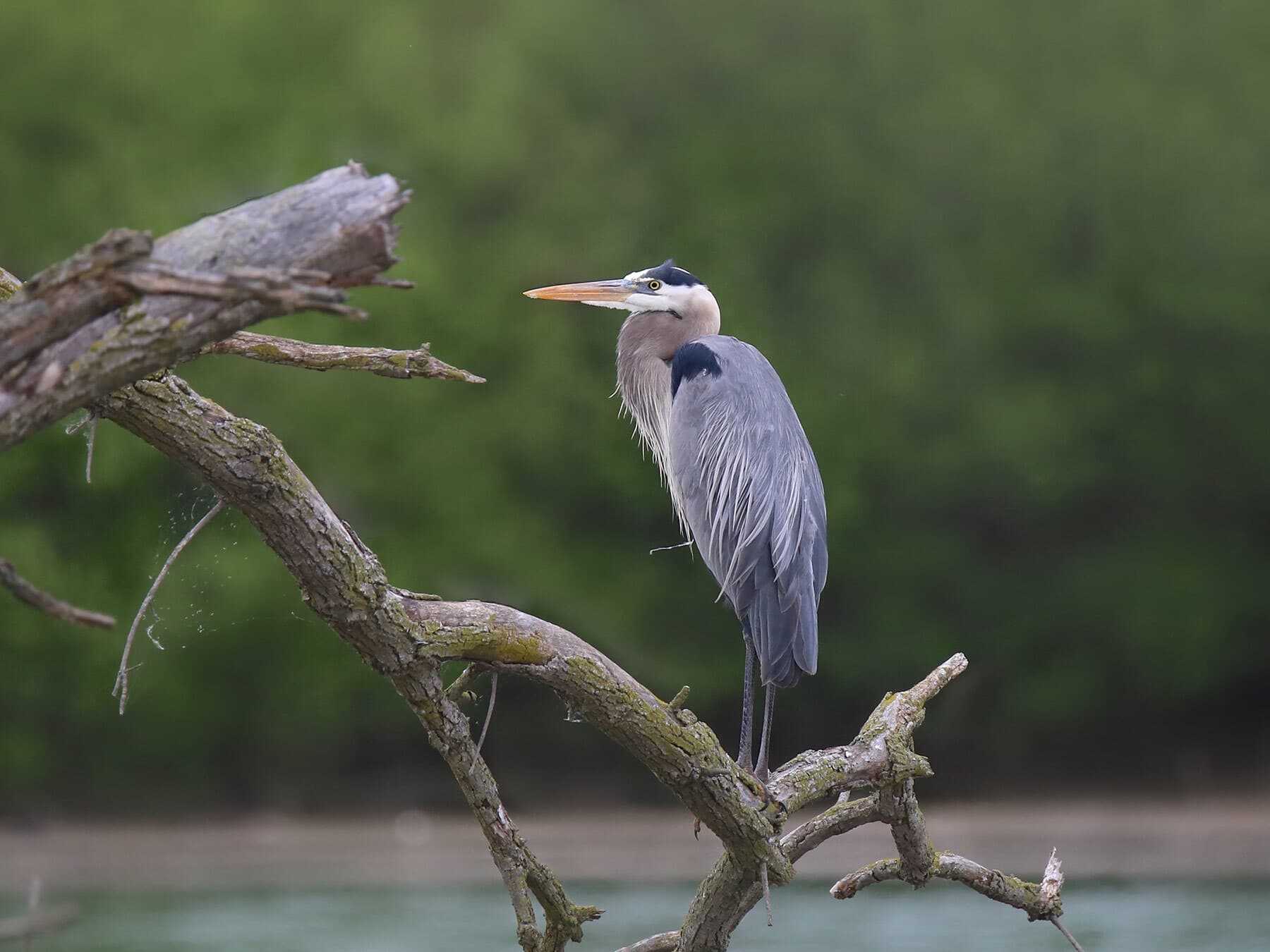 Great blue heron perched