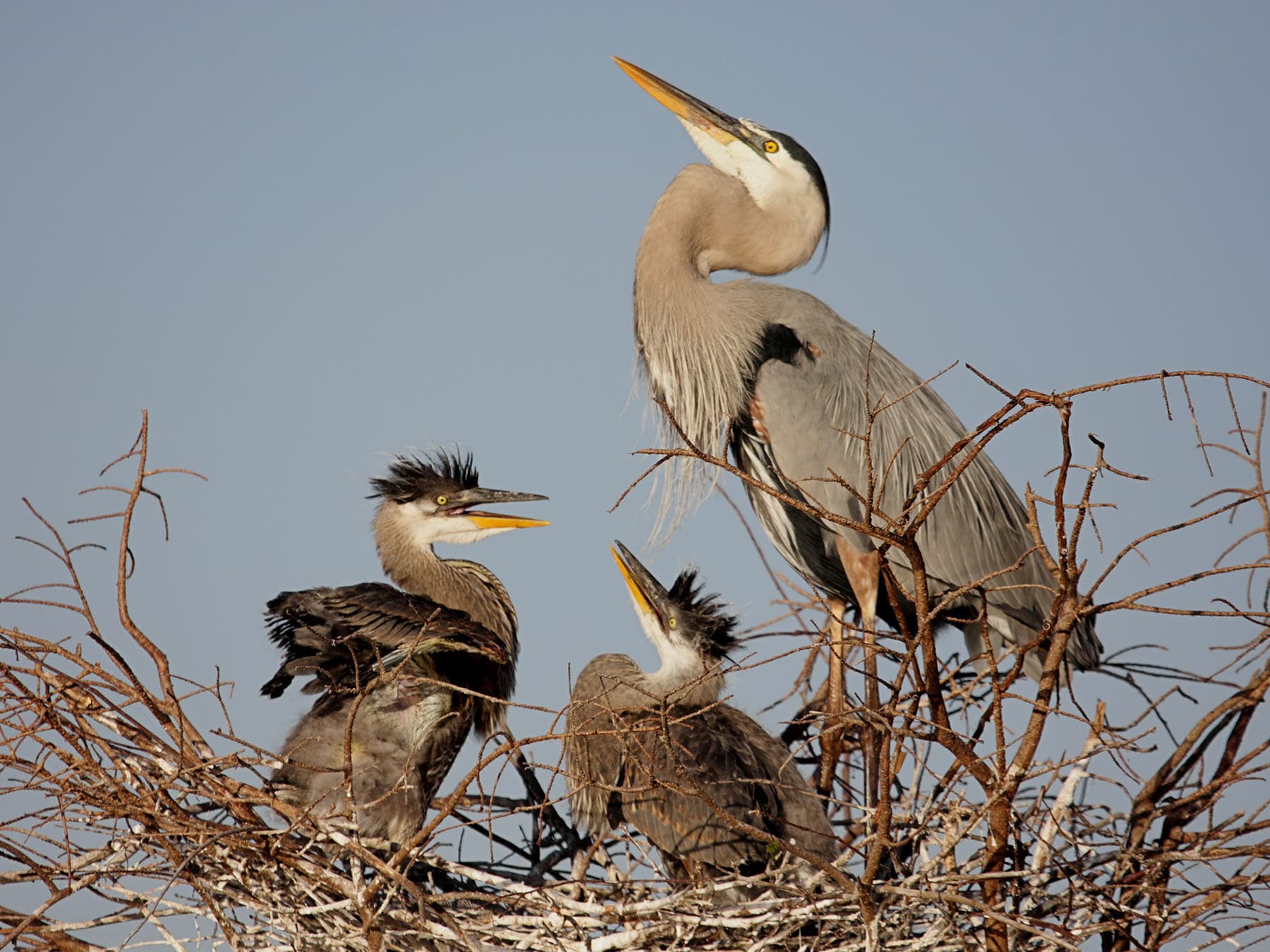 Great blue heron with chicks