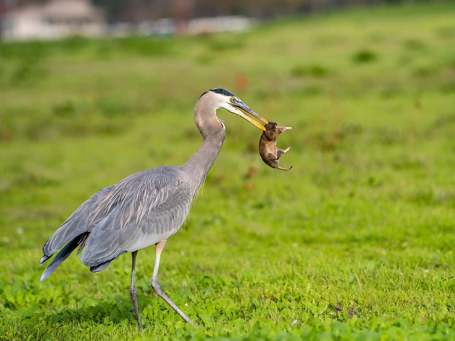 Great blue heron with gopher