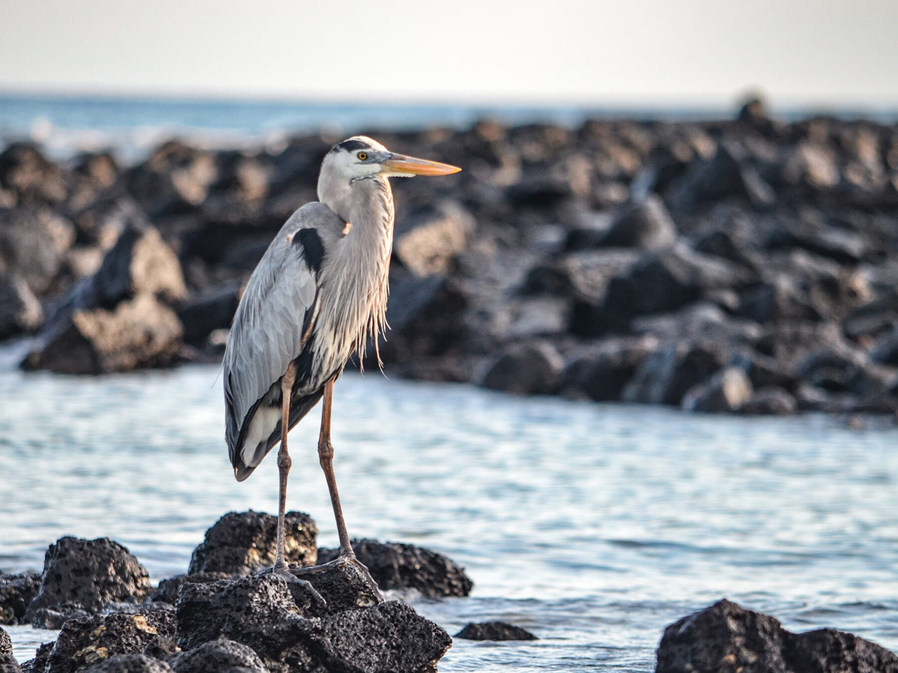 Great blue heron