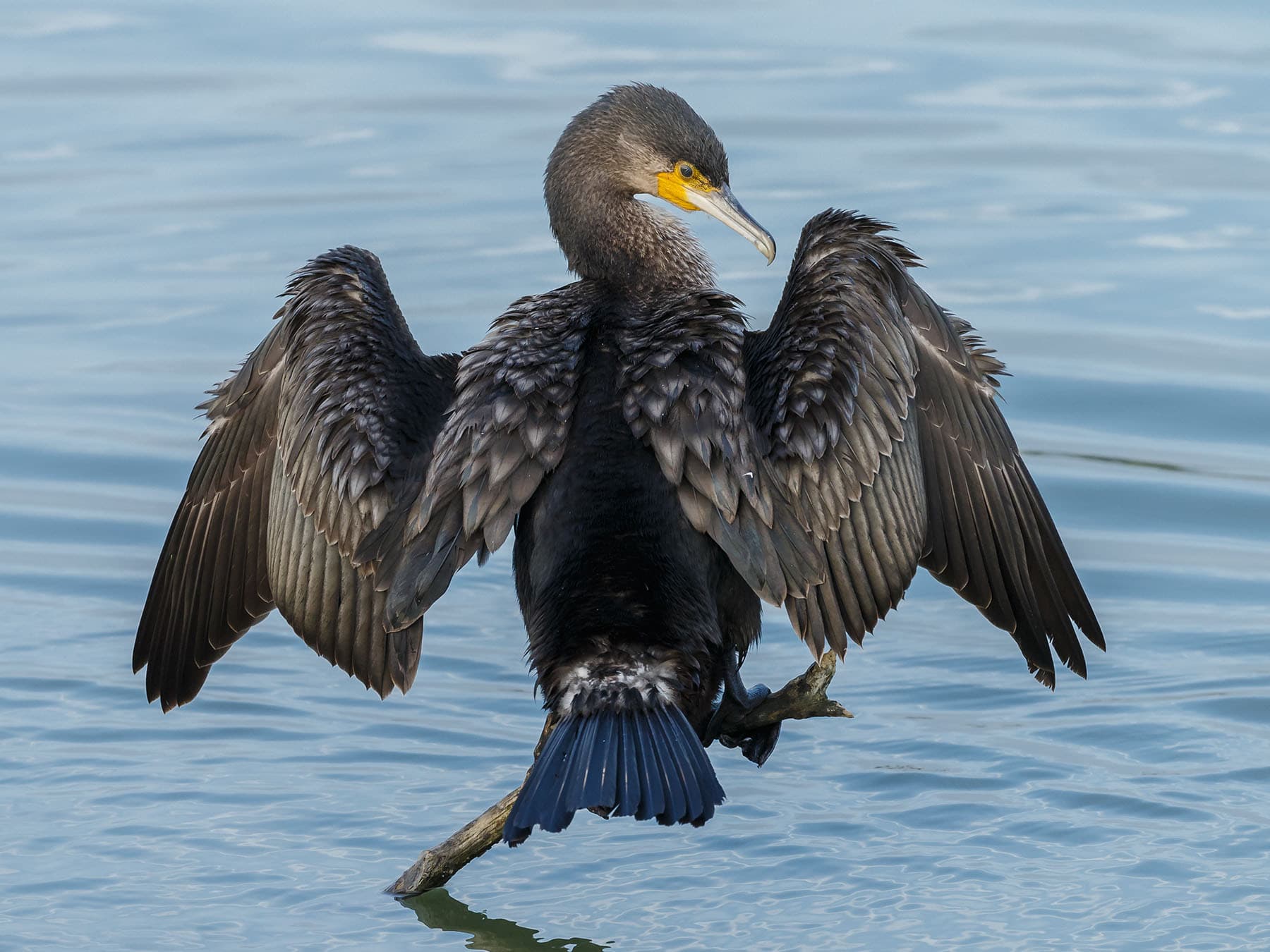 Great cormorant