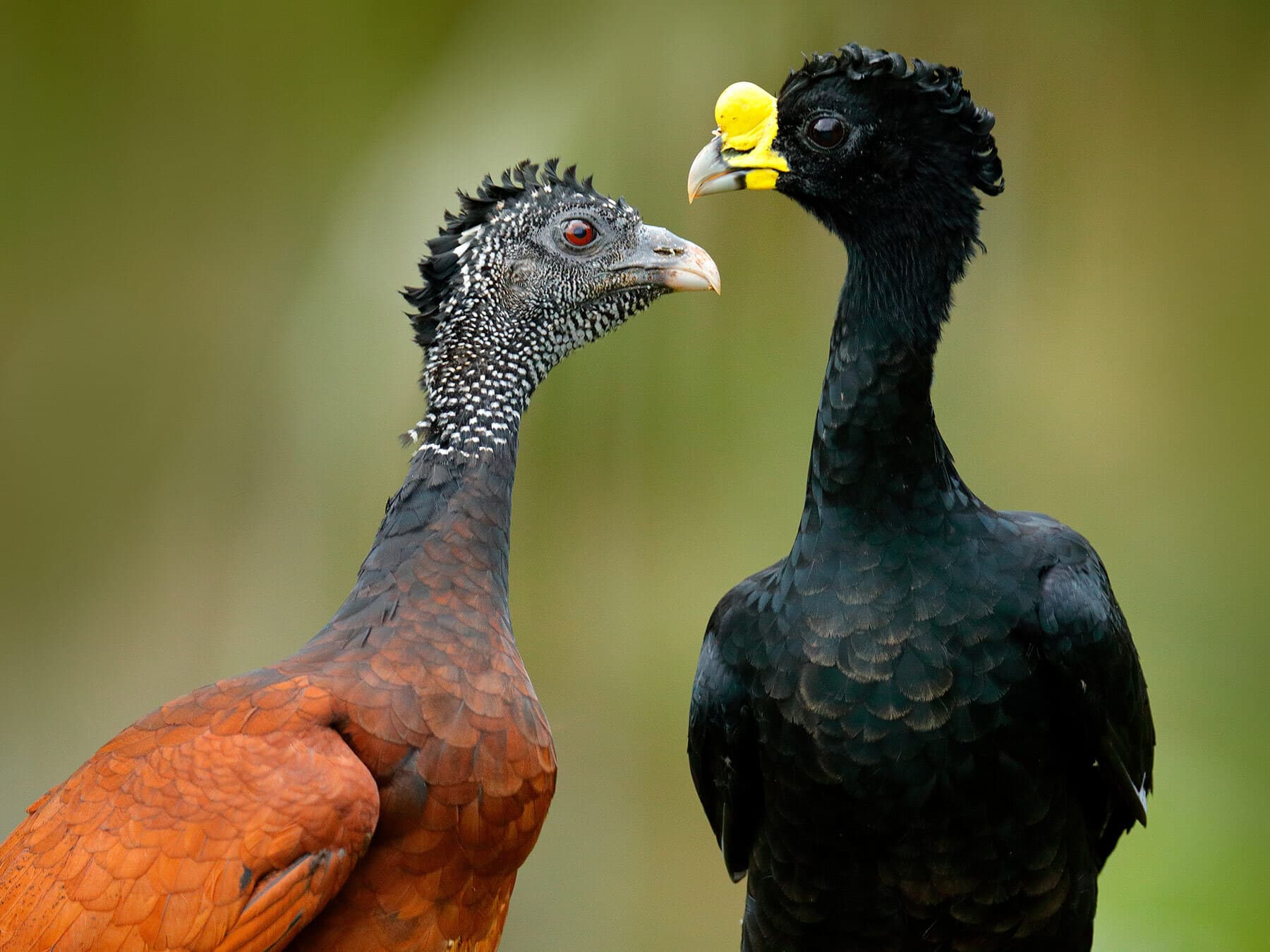 Male and Female Great Curassow