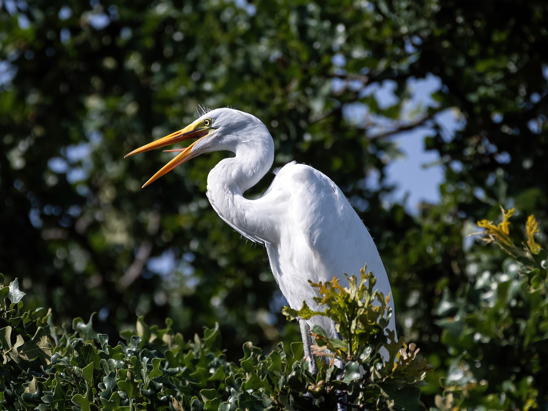 Great Egret calling out from its treetop perch