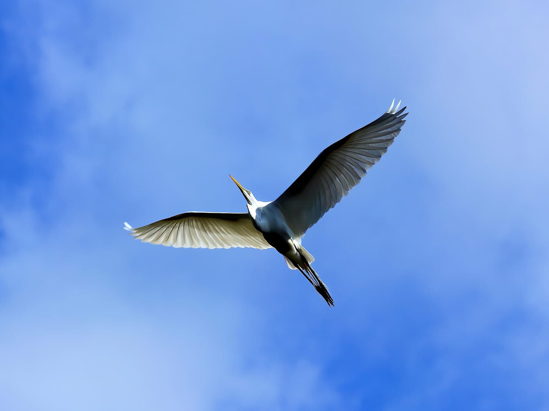 Great egret flight