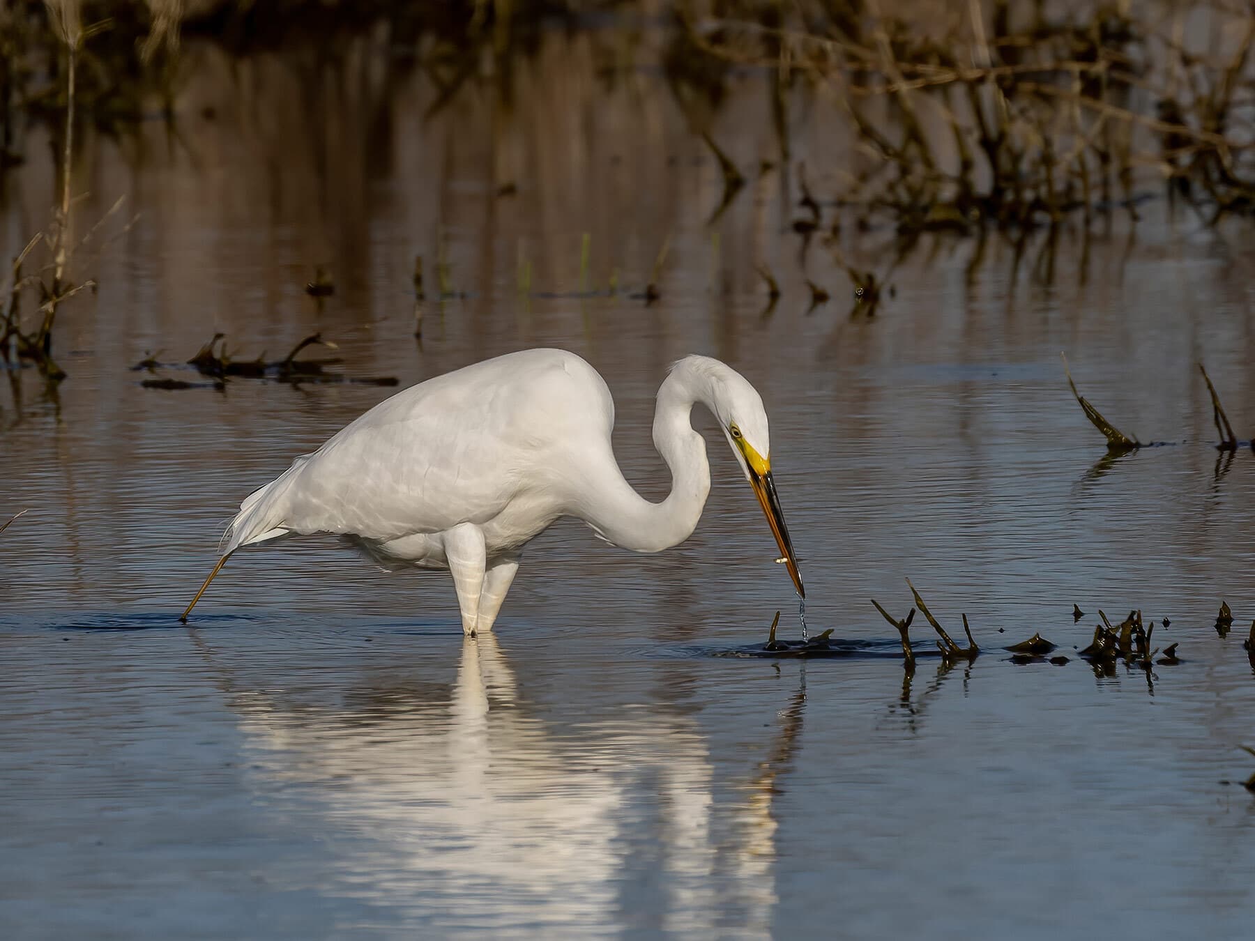 Great egret hunting