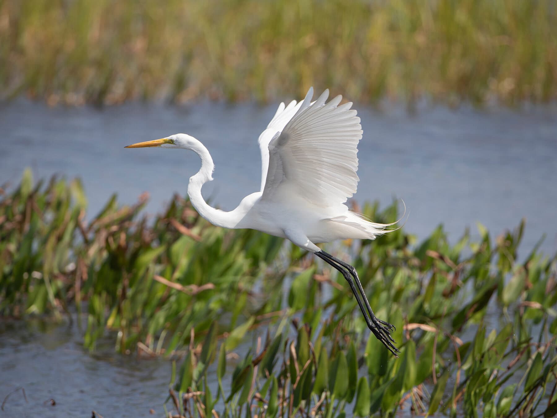 Great egret in flight