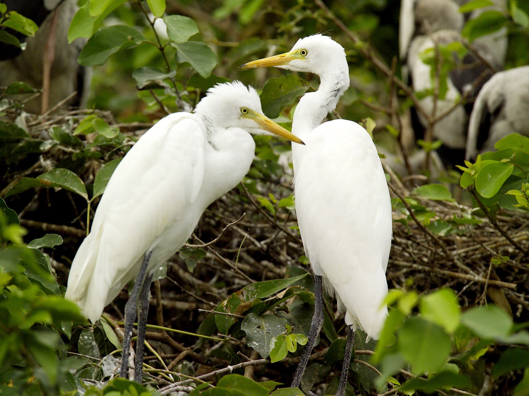 Breeding pair of Great Egrets in natural habitat