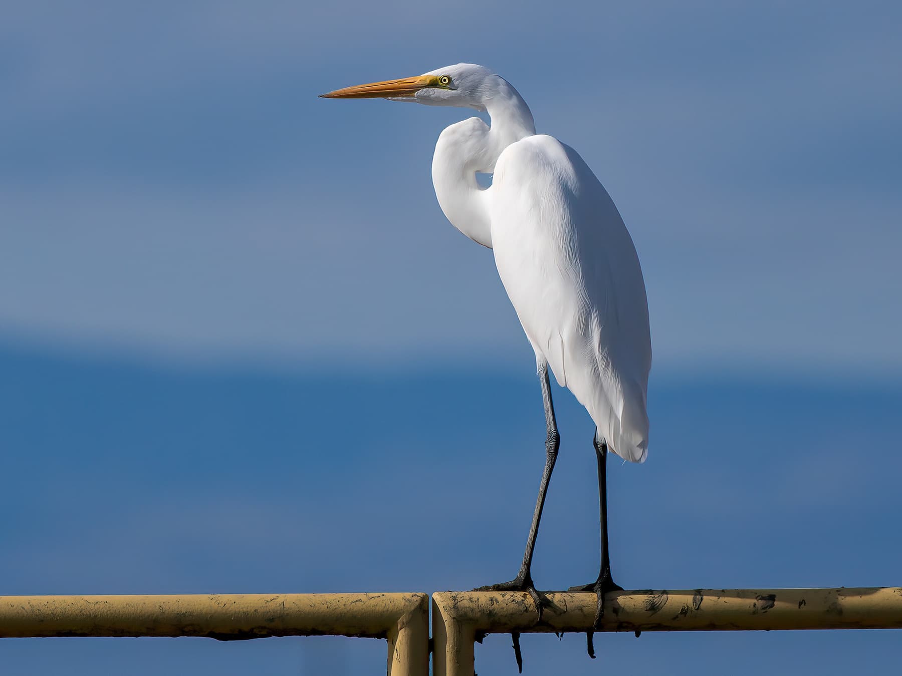 Great Egret standing on a metal rail by the water