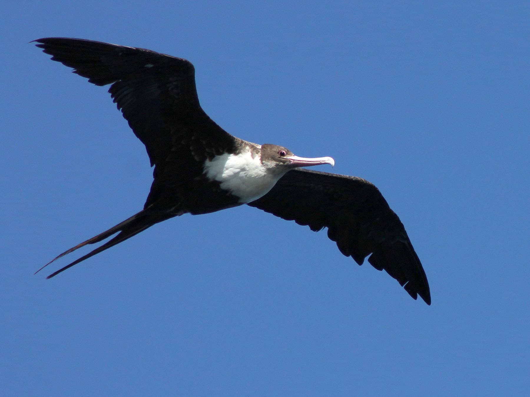 Great frigatebird in flight