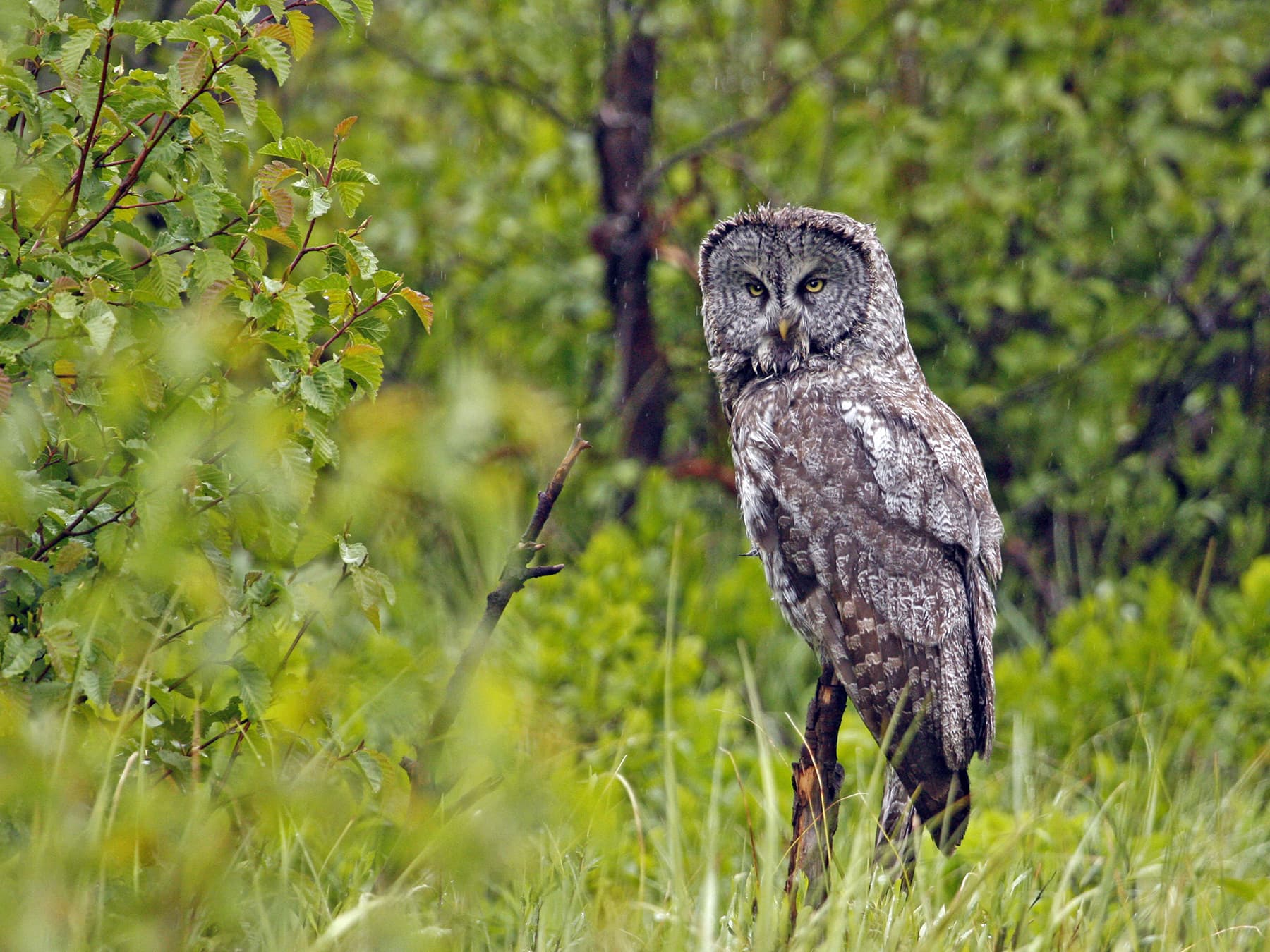 Adult Great Grey Owl