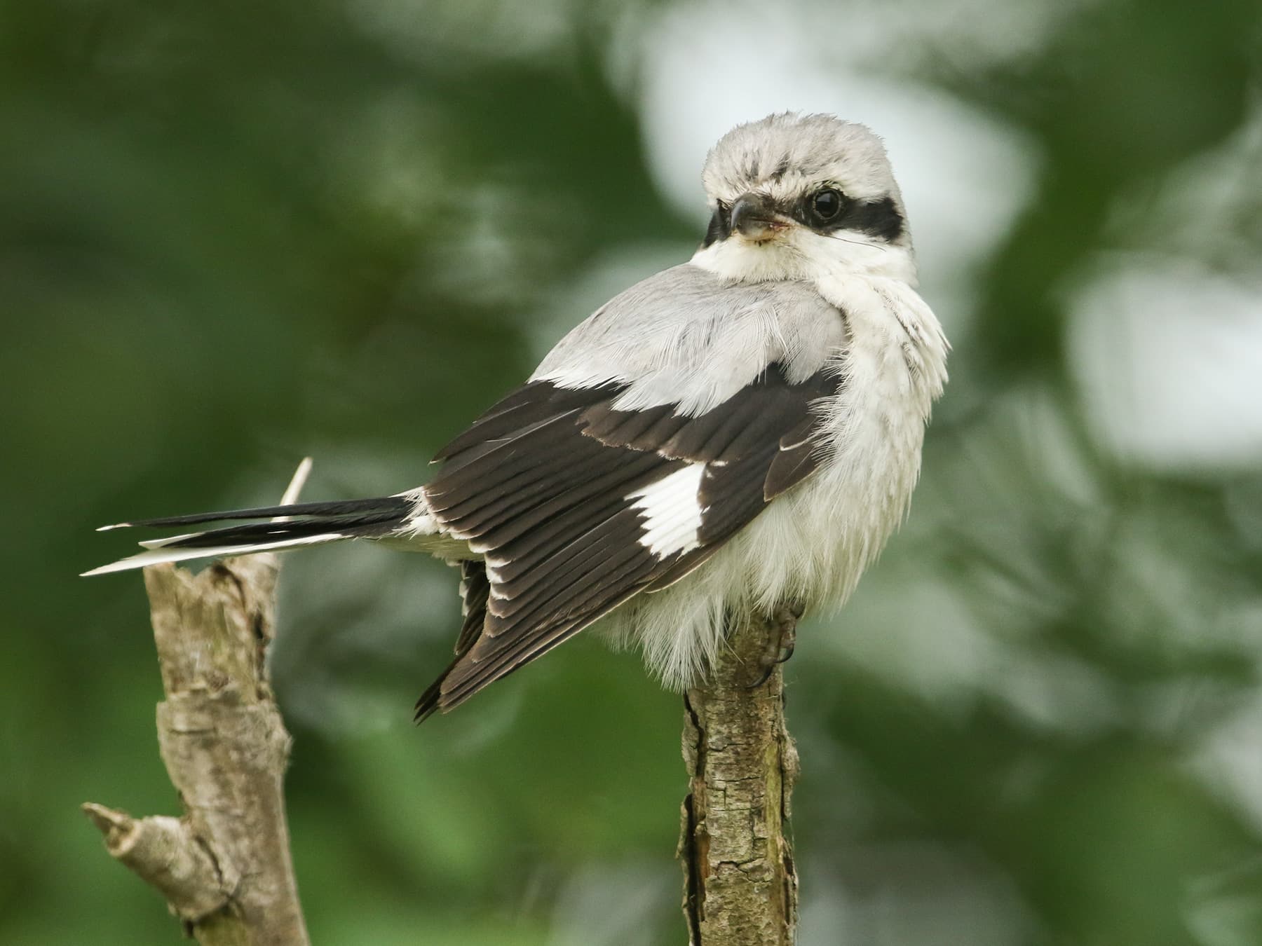 Great Grey Shrike perching on top of a branch