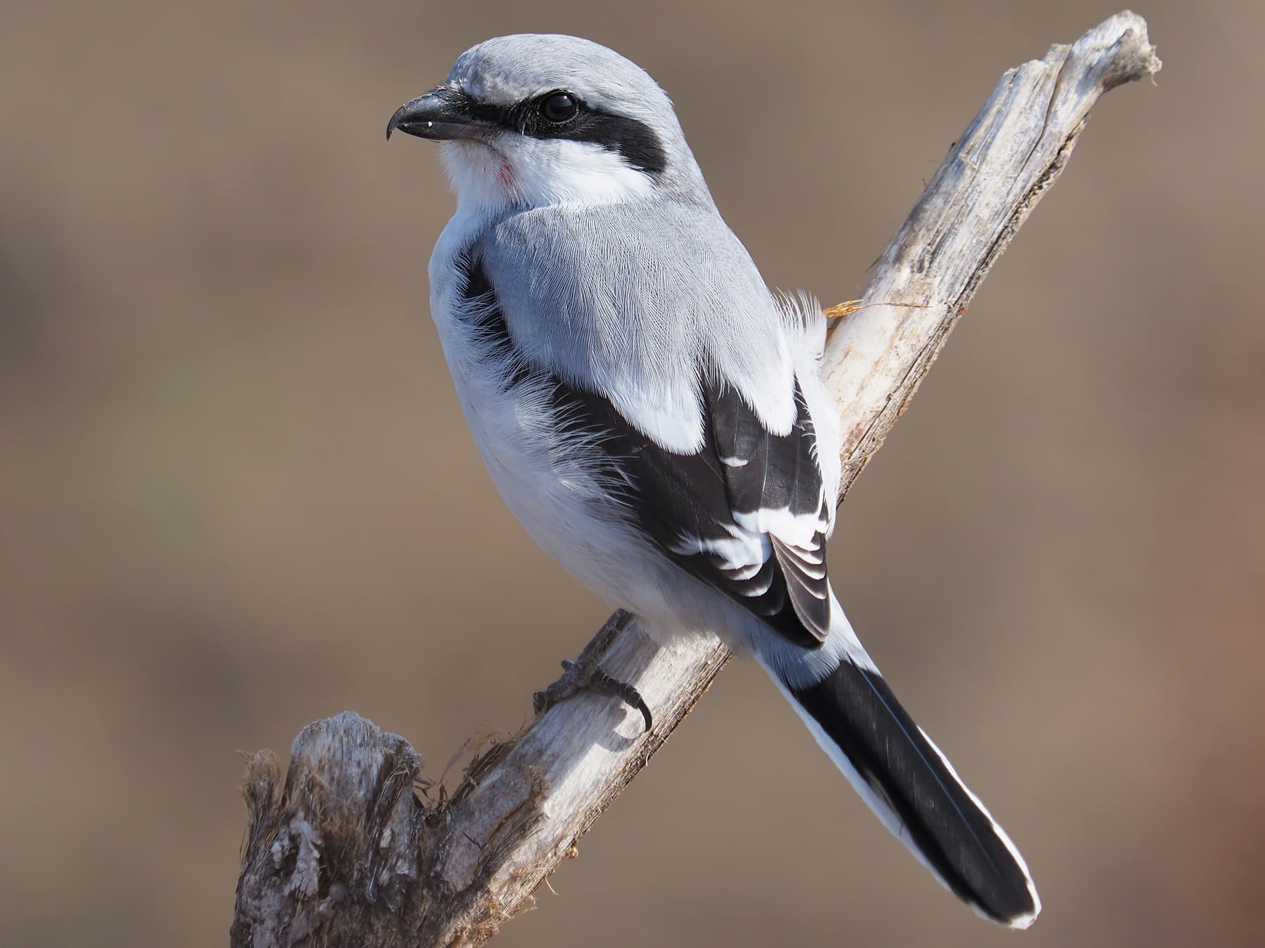 Shrikes