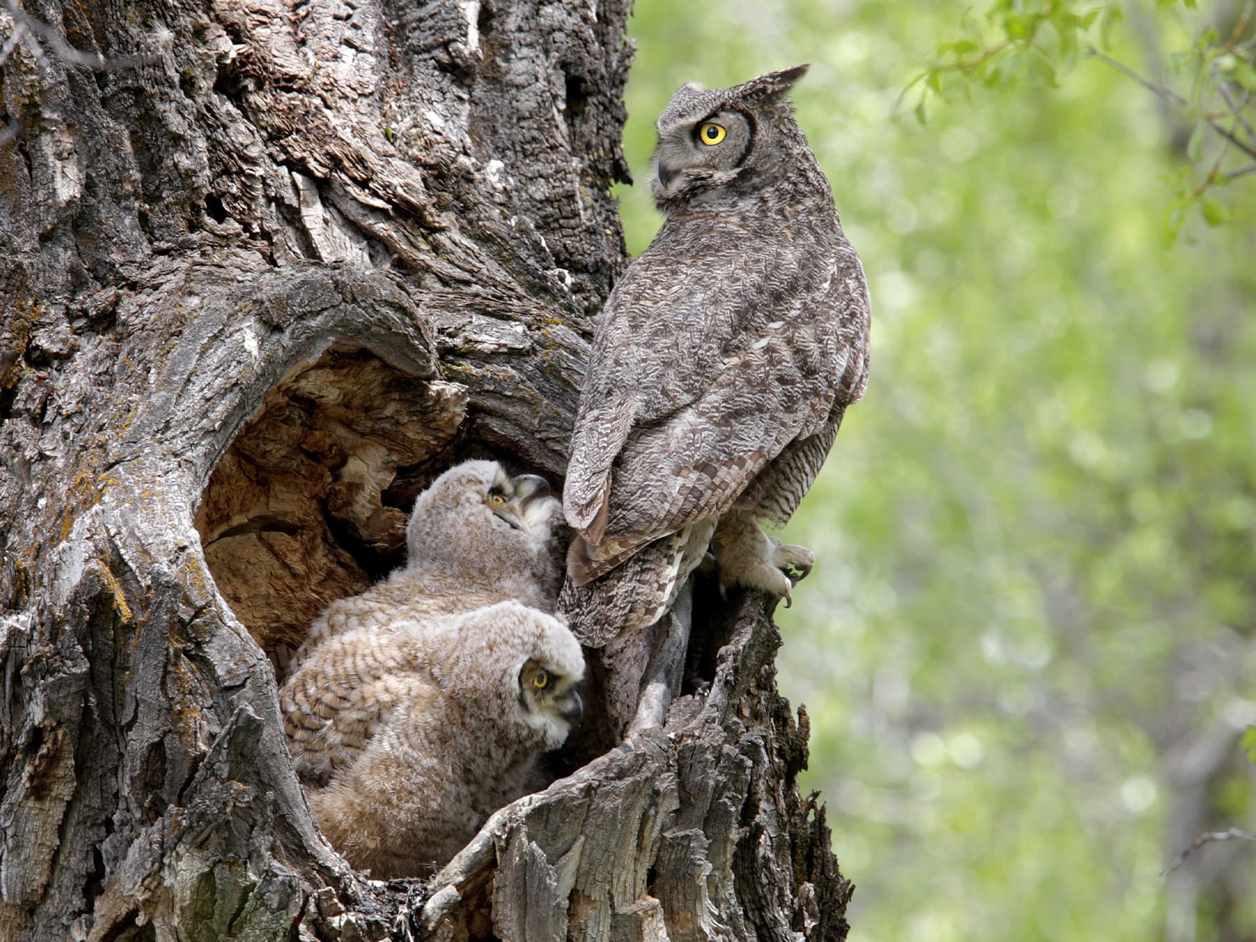 Great Horned Owl with young at the nest site