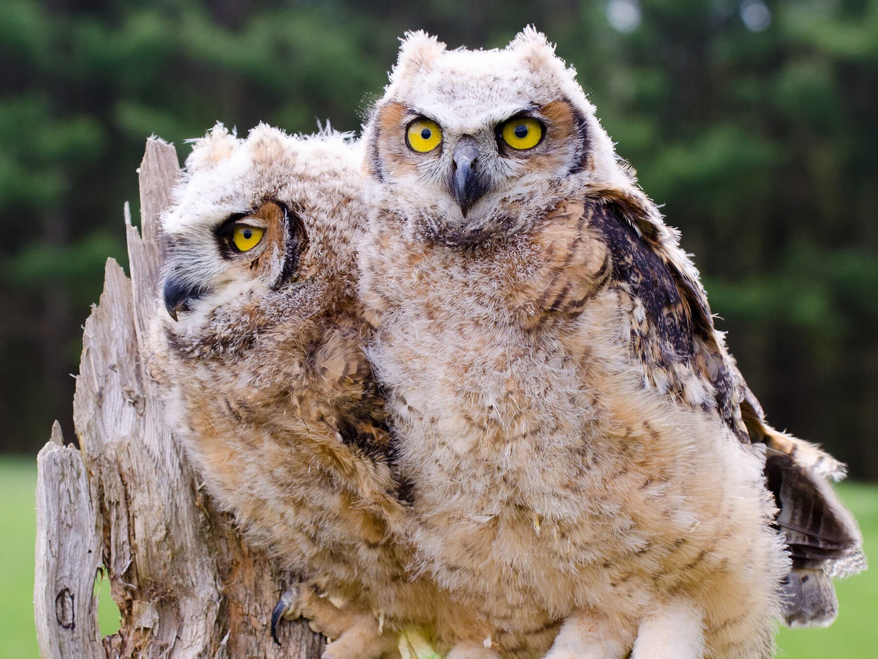 Great horned owl chicks close