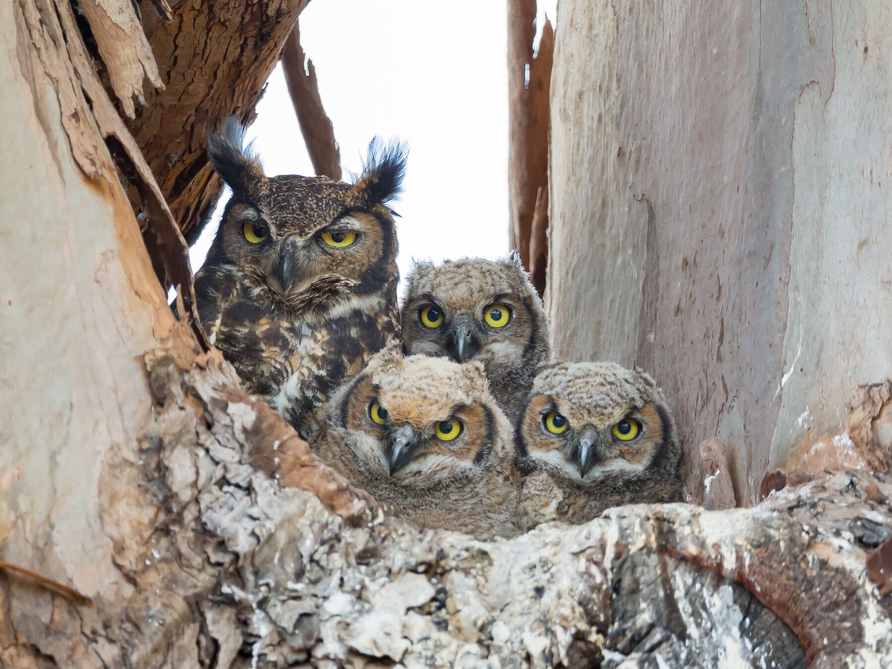 Great horned owl family