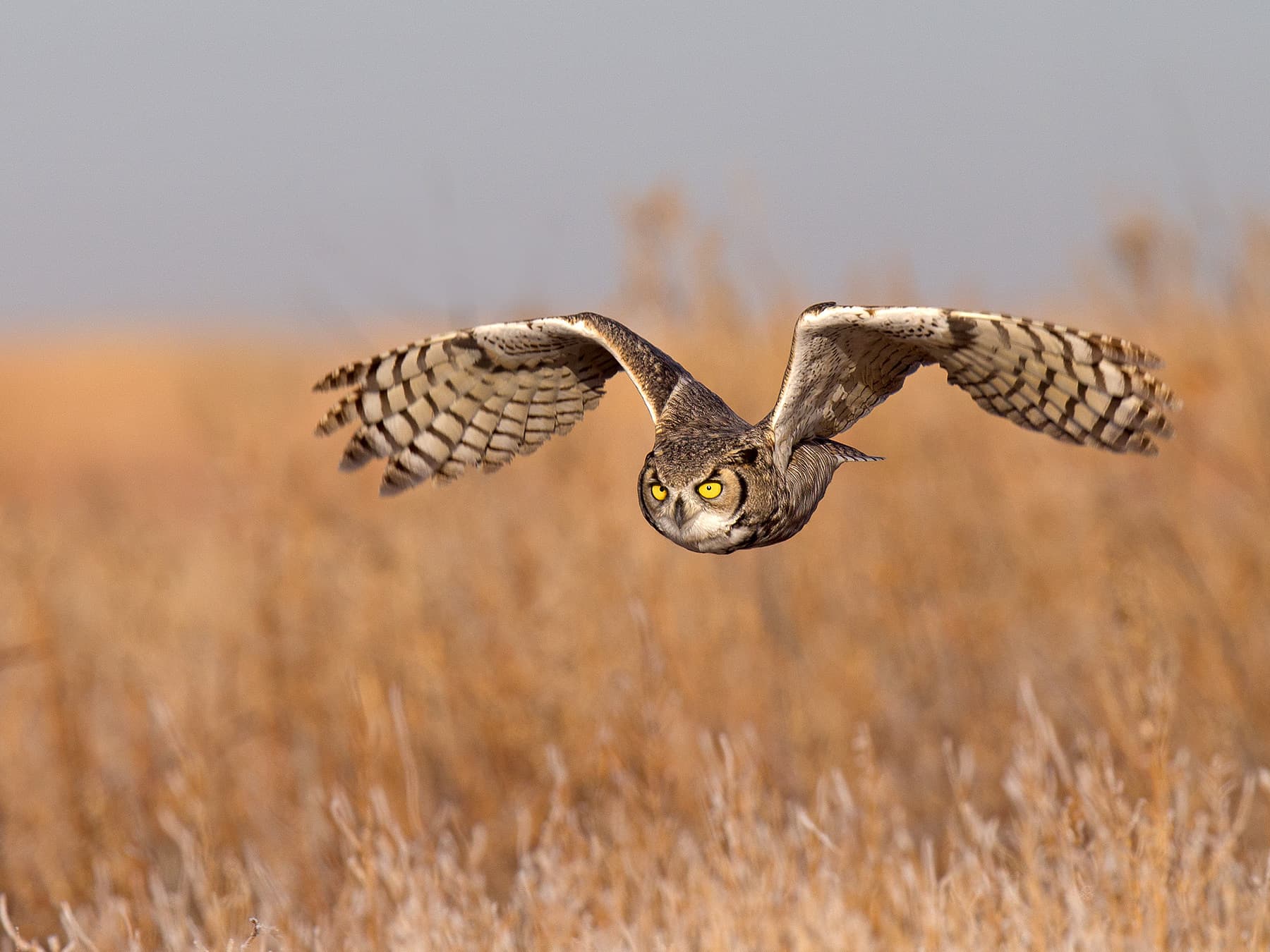 Great Horned Owl in-flight over natural habitat