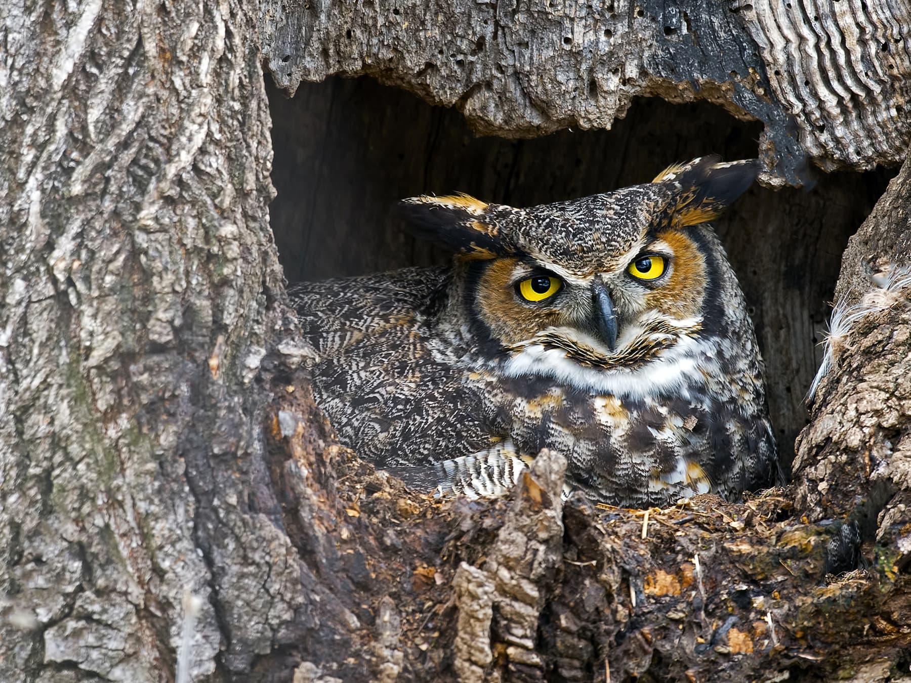 Great Horned Owl in the nest cavity