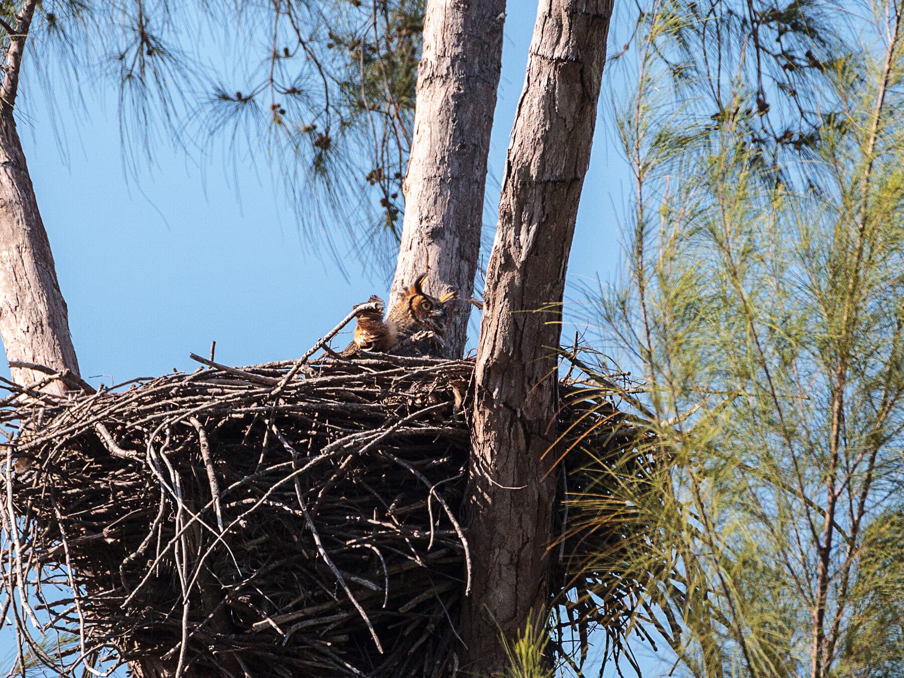 Great horned owl in nest