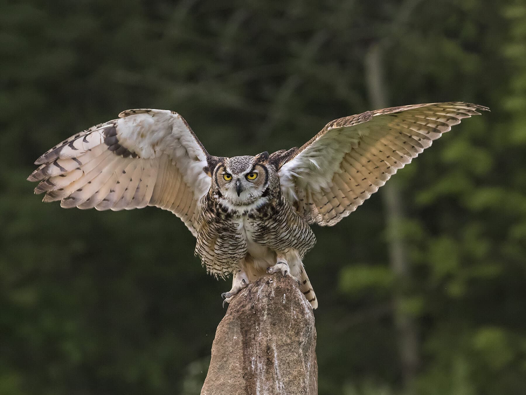 Great horned owl landing