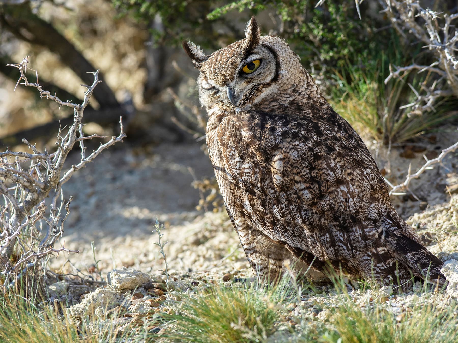 Great Horned Owl foraging on the ground in natural habitat