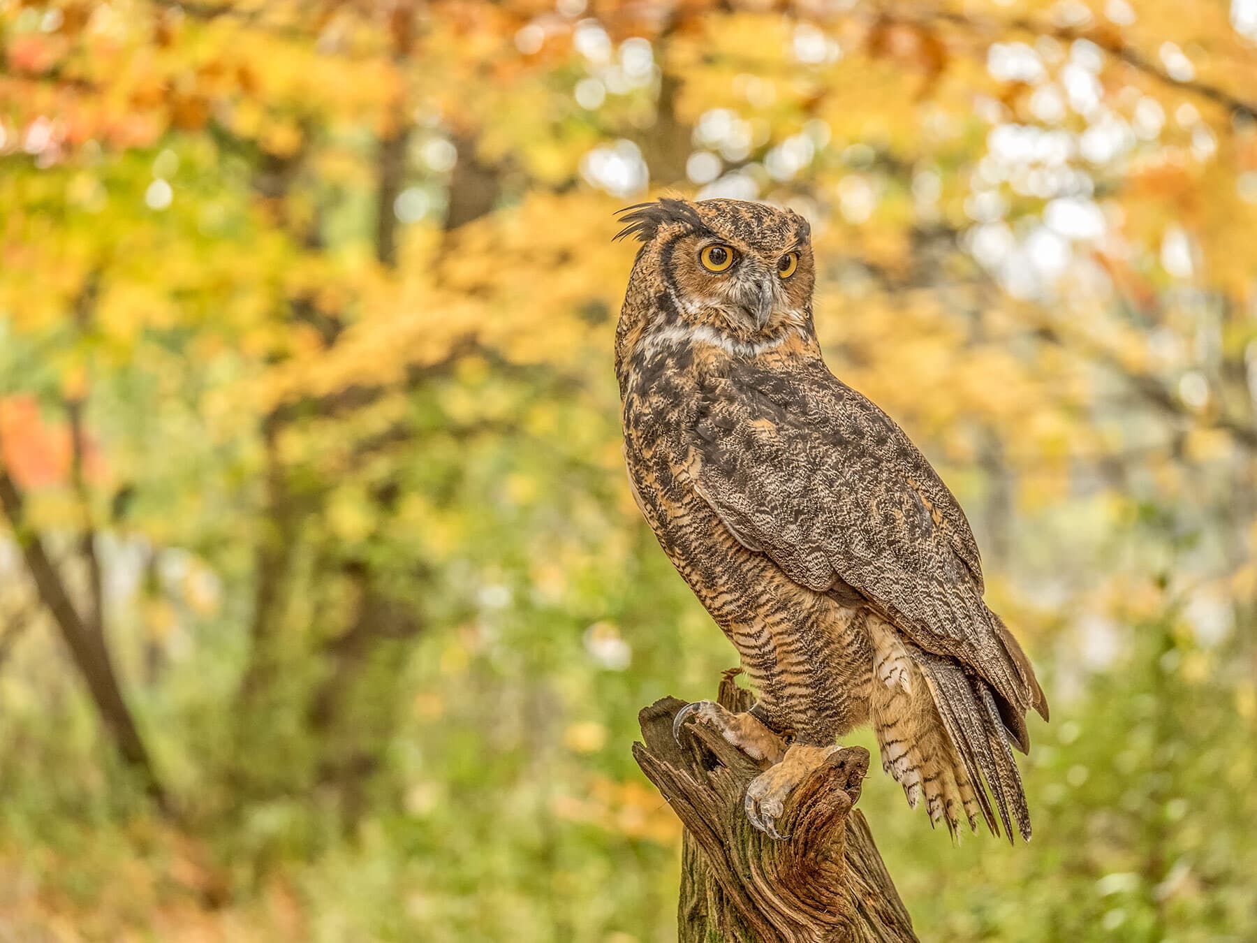 Great horned owl perched