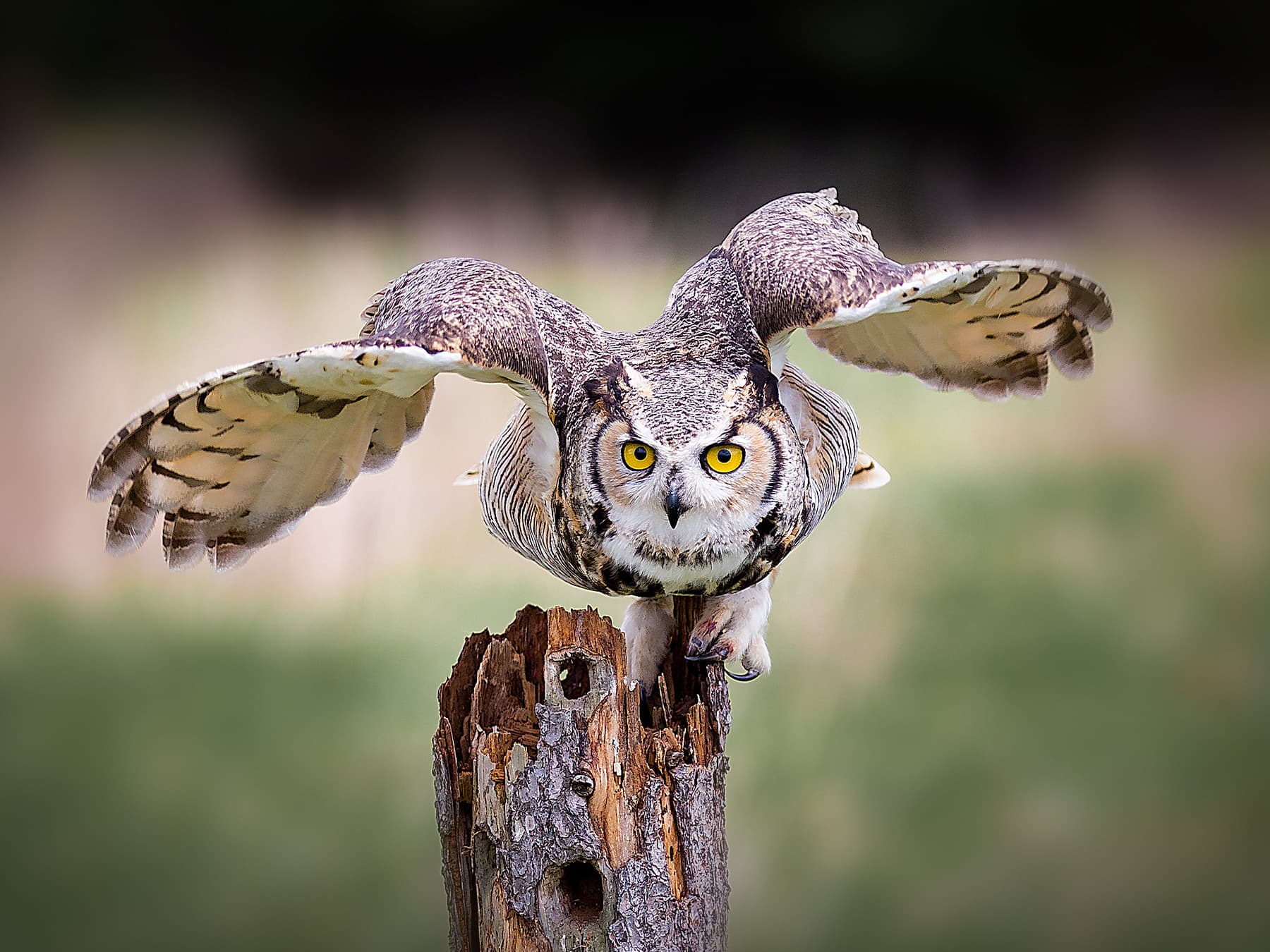 Great Horned Owl taking-off from a wooden post