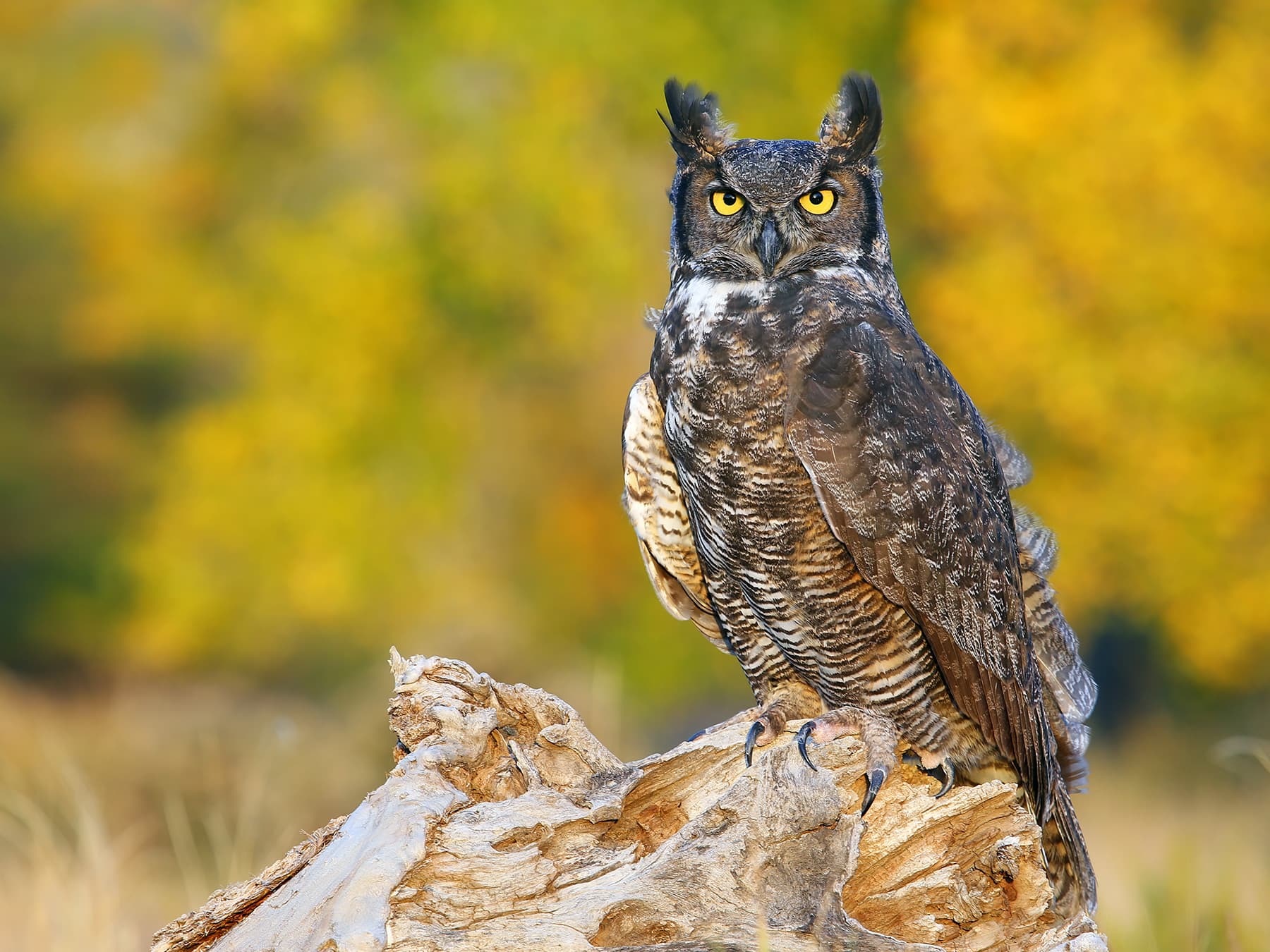 Great Horned Owl
