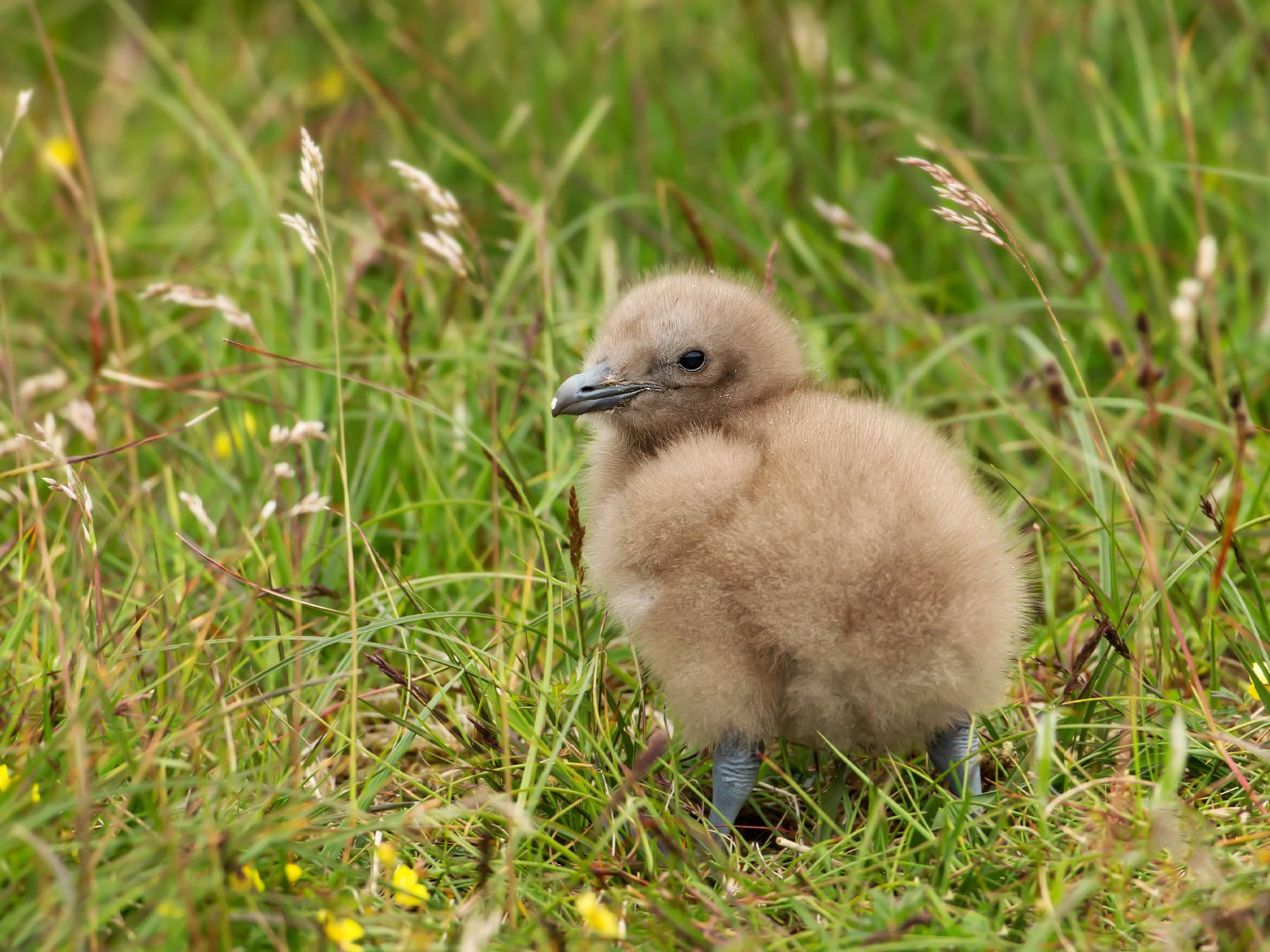 Great Skua chick