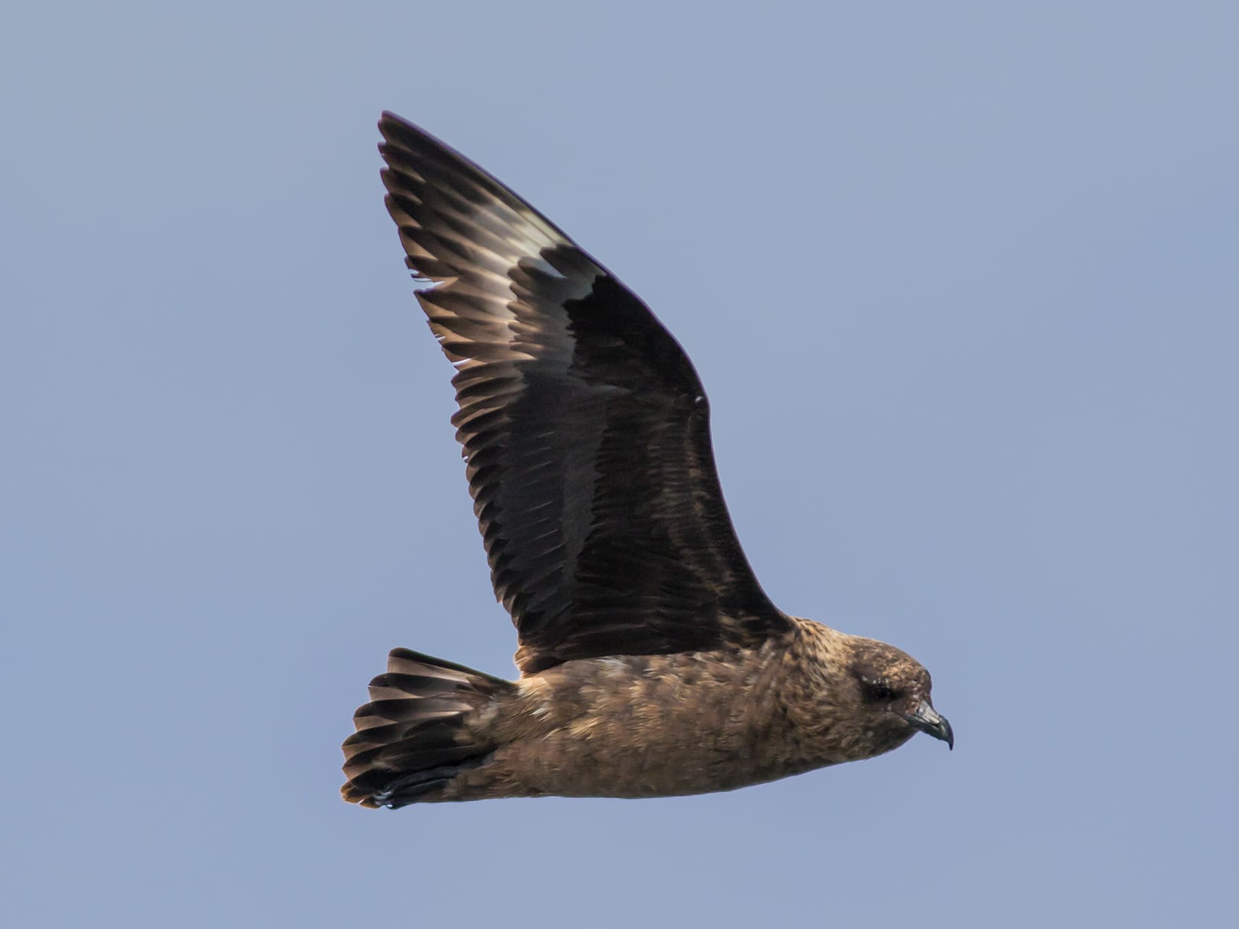 Great Skua in-flight hunting