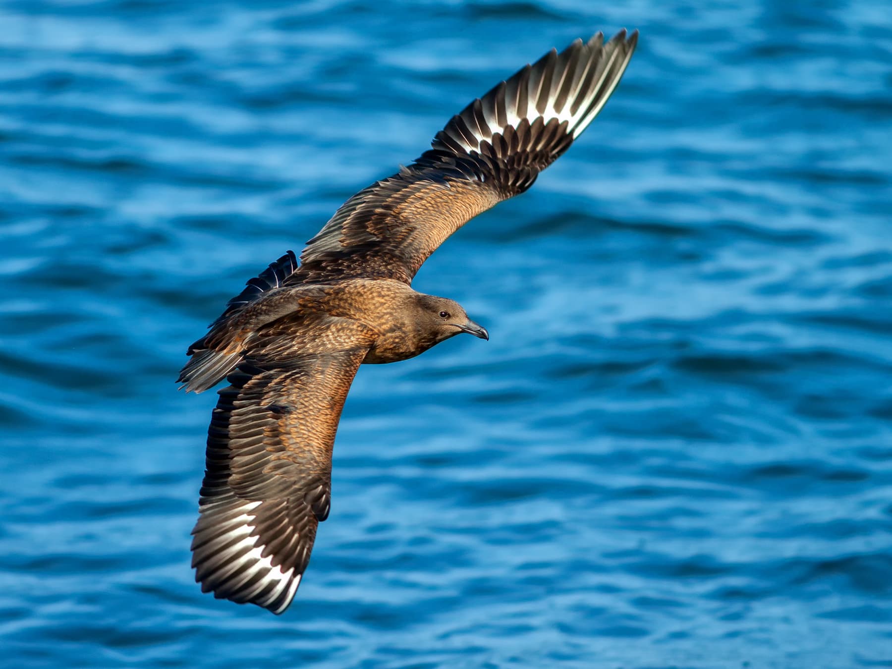 Great Skua in-flight over the blue sea