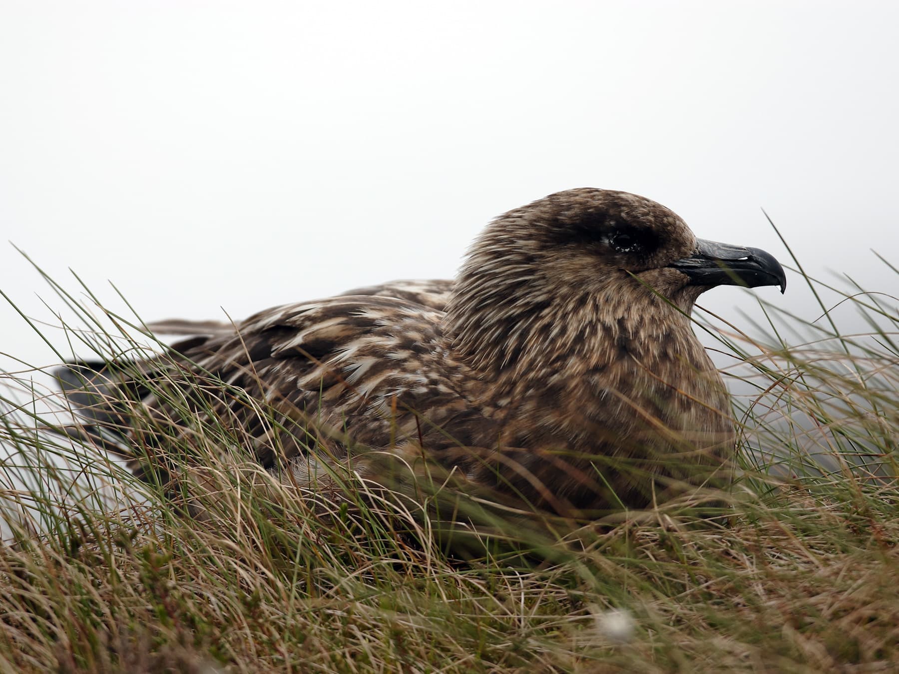 Great Skua resting on the edge of the cliff