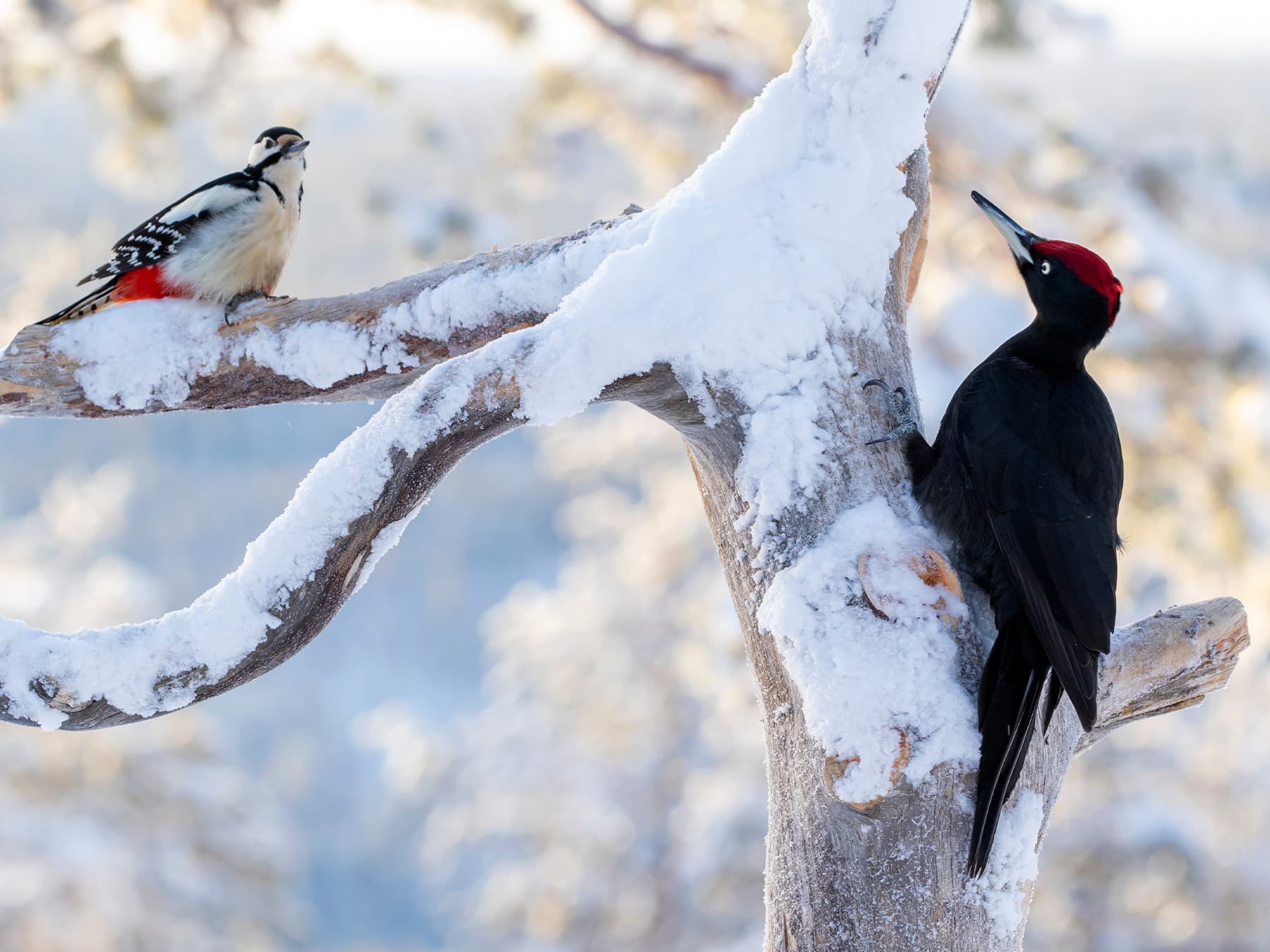Great spotted woodpecker and black woodpecker during winter