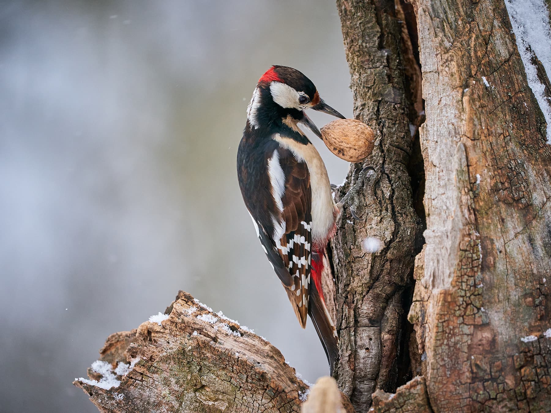 Great spotted woodpecker bringing food to tree cavity